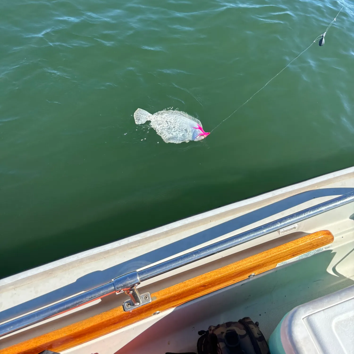 Summer flounder caught on Fishbrain