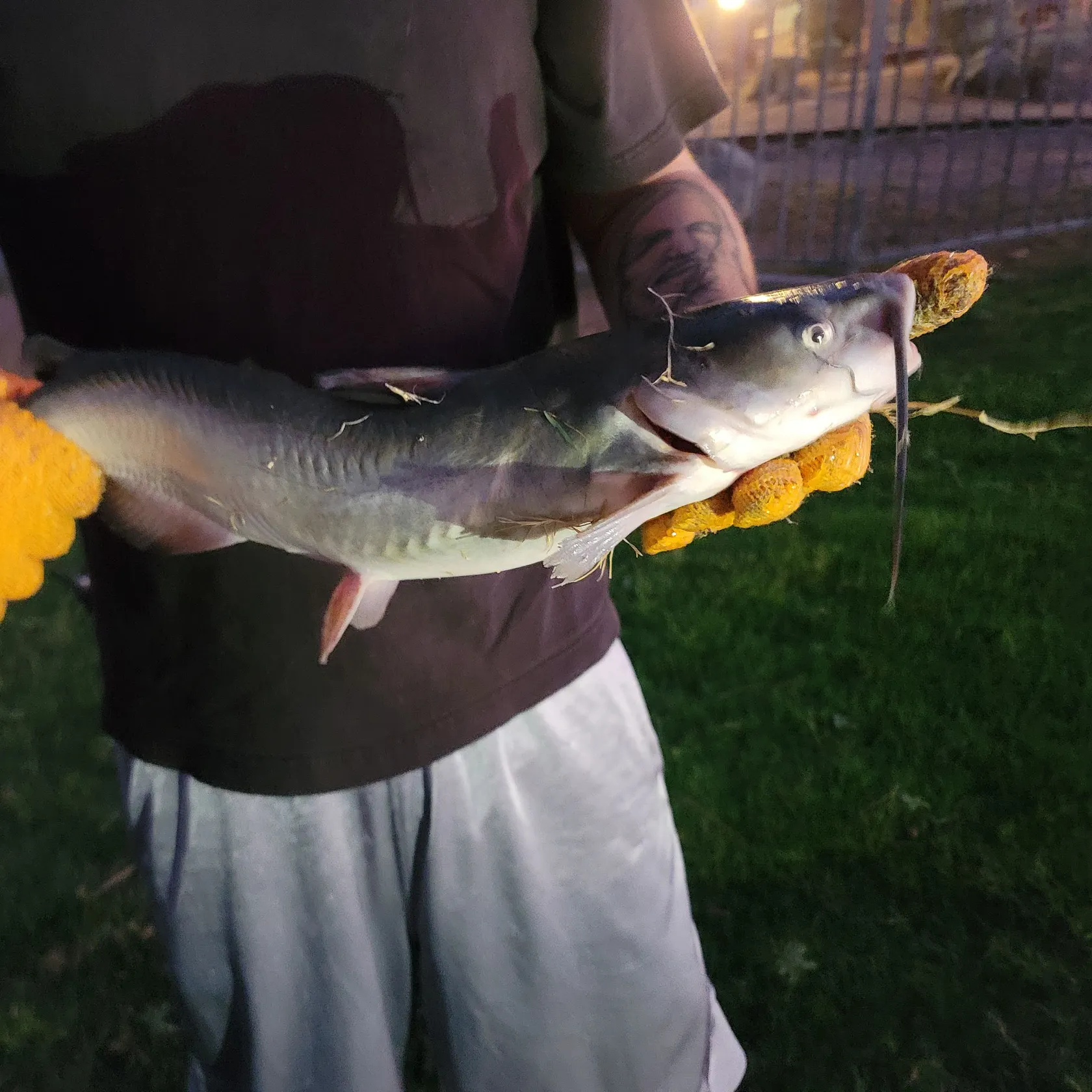 Channel catfish caught on Fishbrain