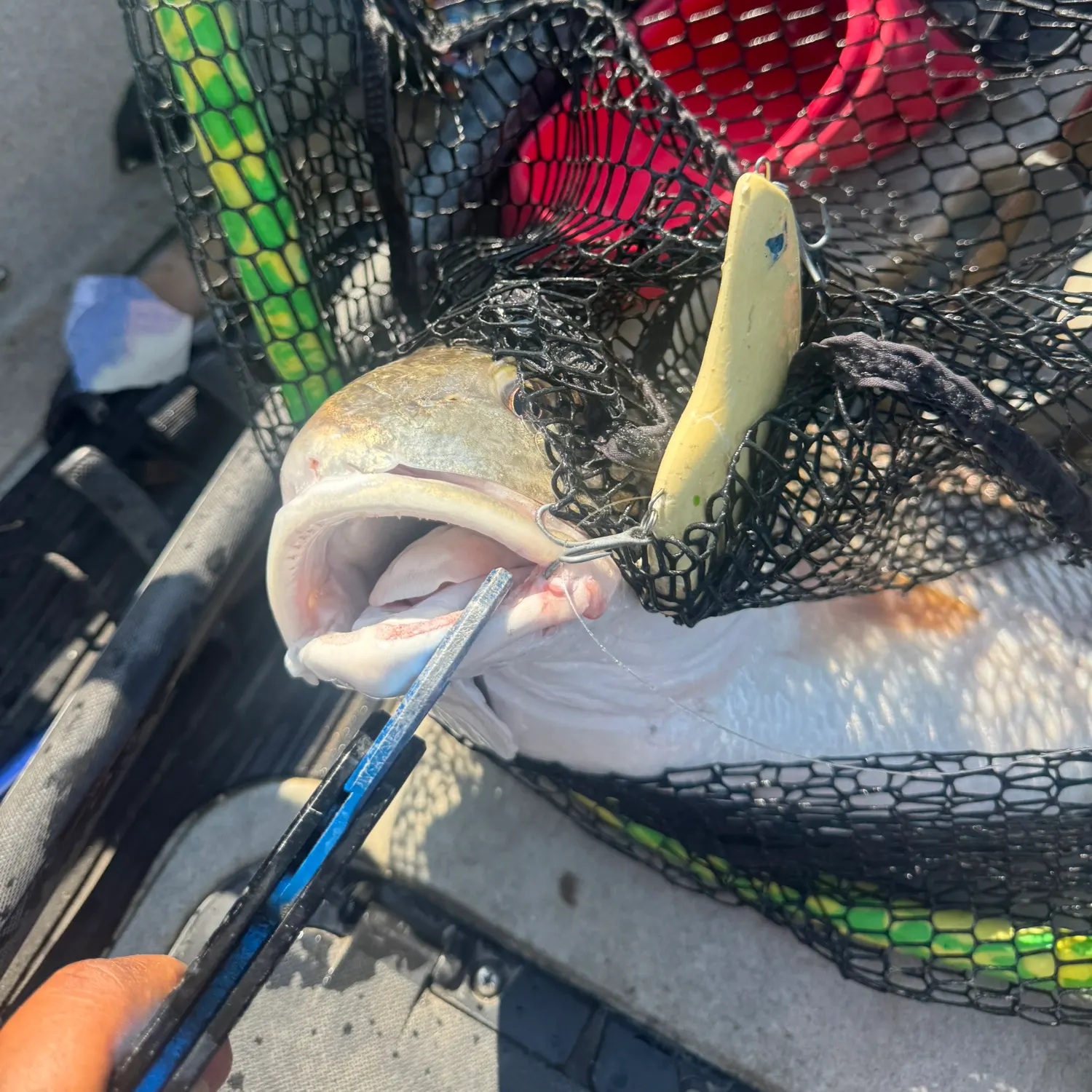 Red drum caught on Fishbrain