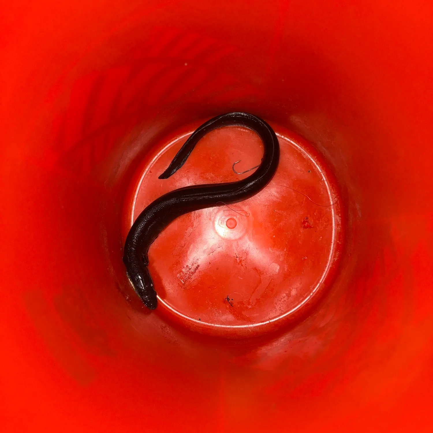 American eel caught on Fishbrain
