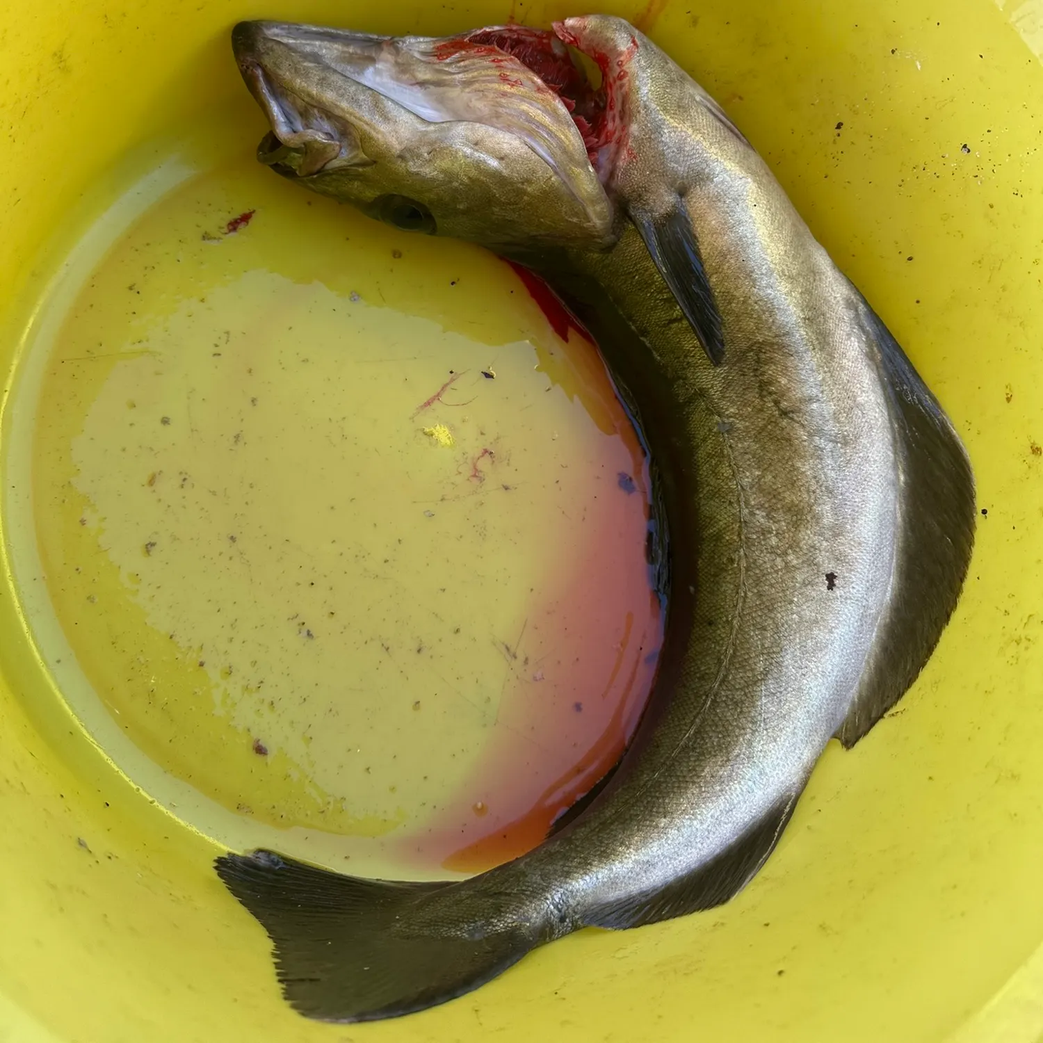 Atlantic pollock caught on Fishbrain