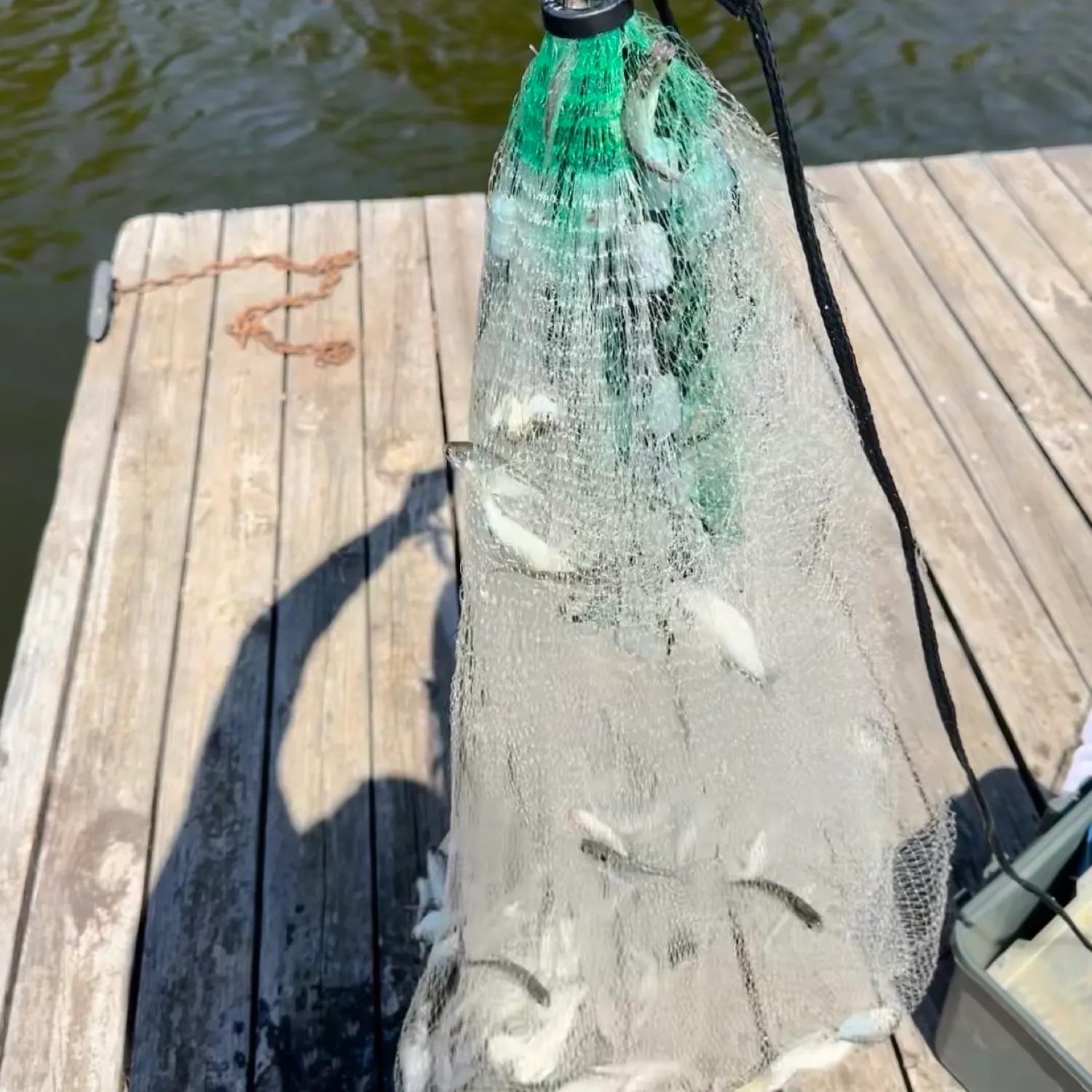 The most recent Dotted gizzard shad catches on Fishbrain