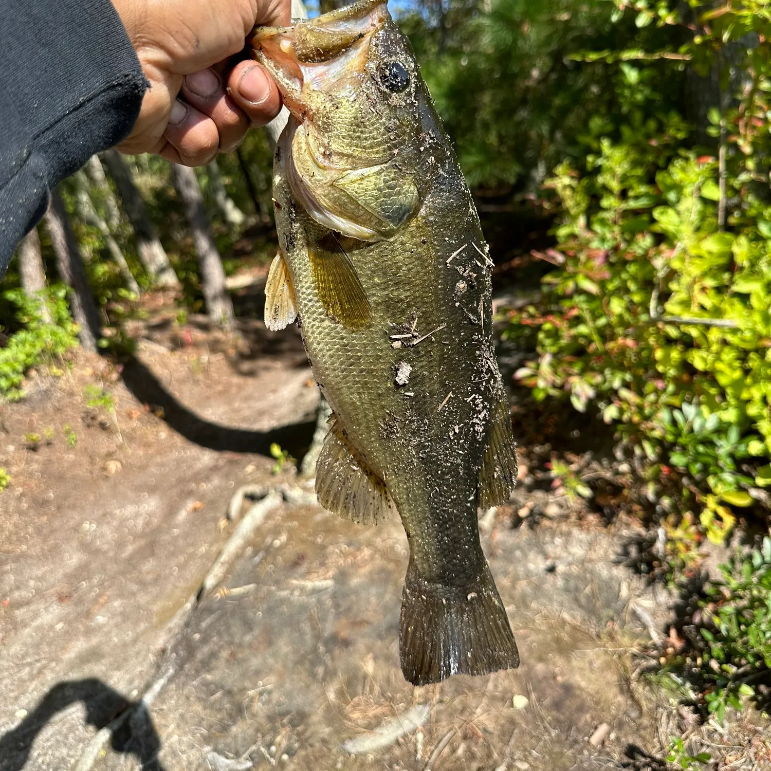 angler catch
