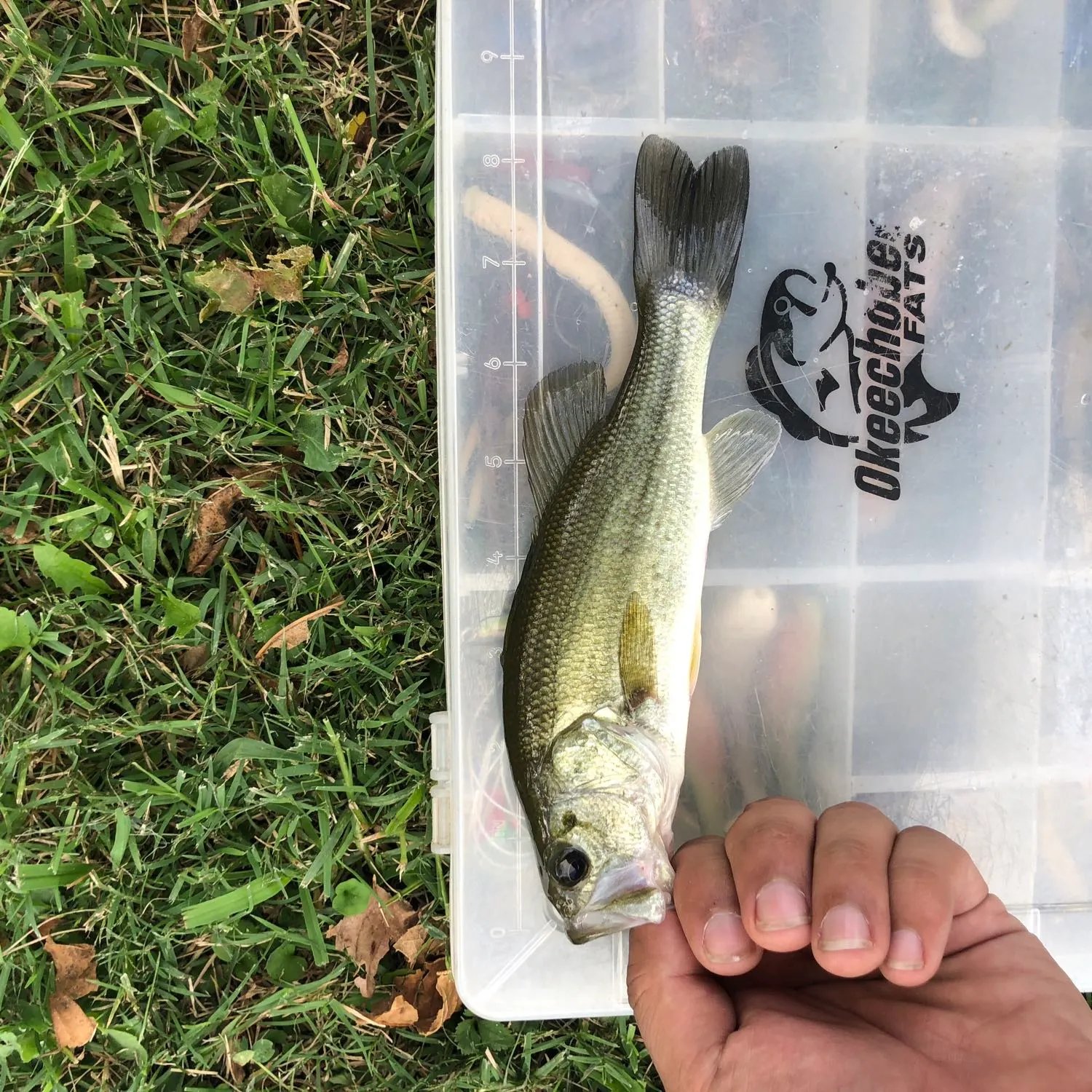 angler catch