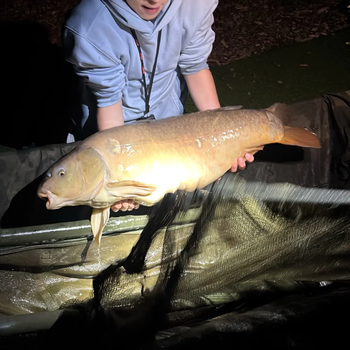 Mirror carp caught on Fishbrain