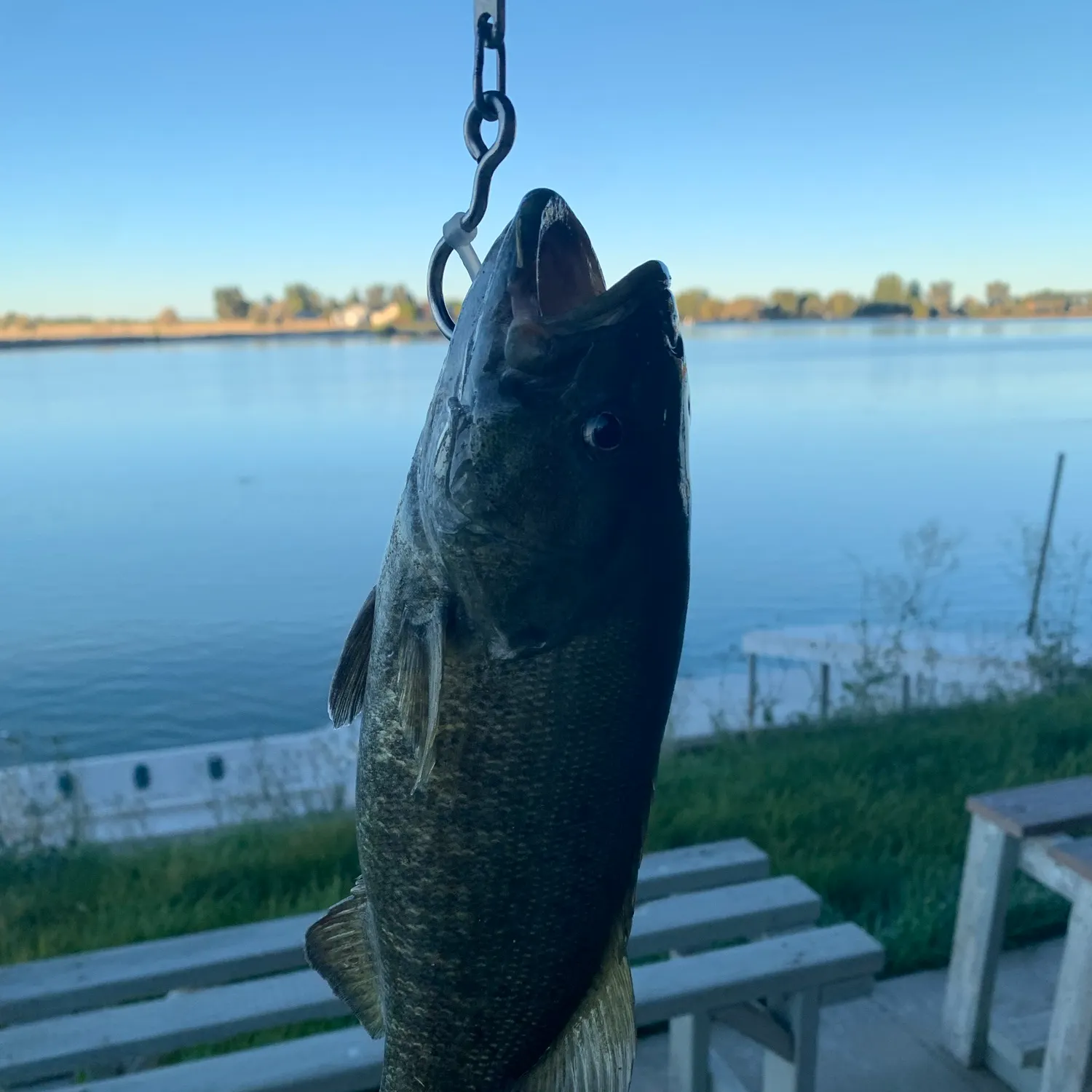 Smallmouth bass caught on Fishbrain