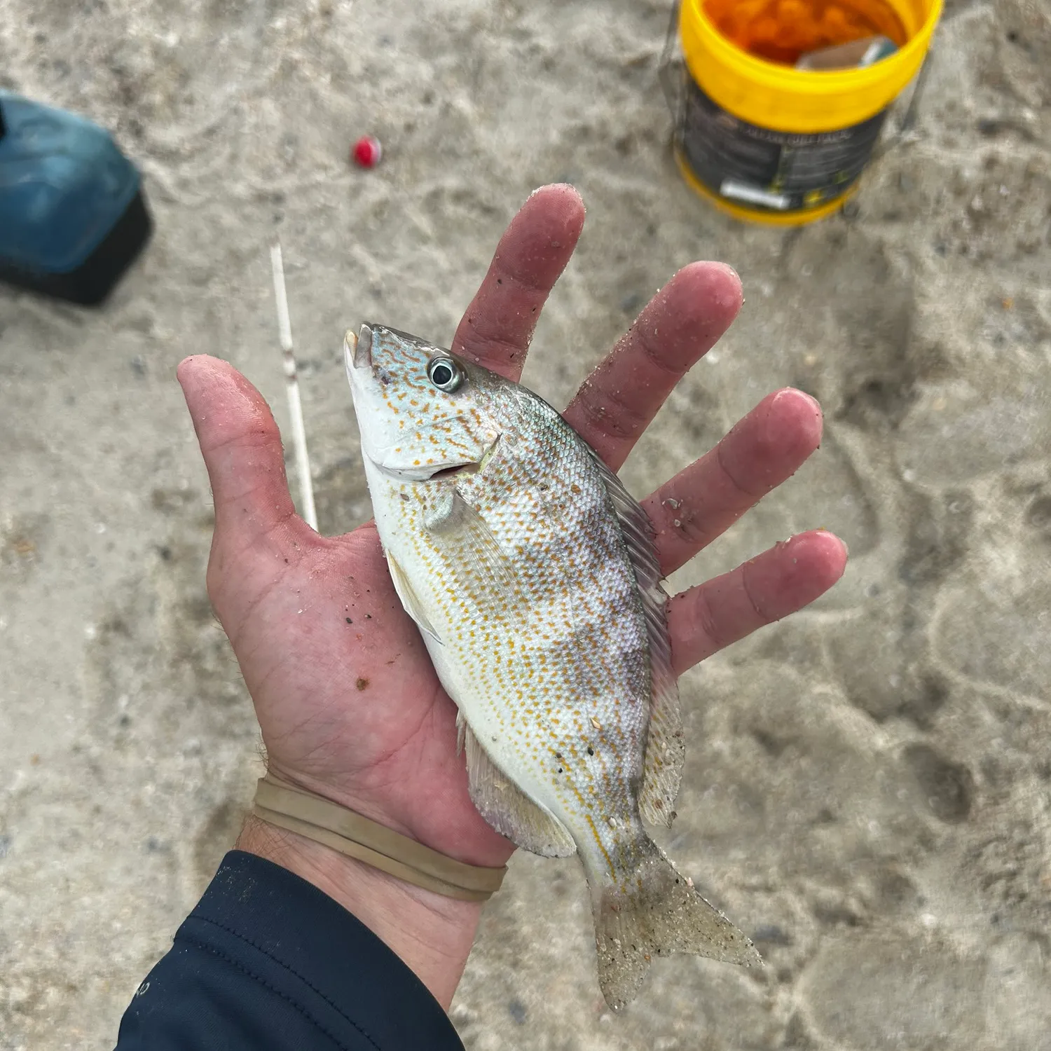 most liked catch image