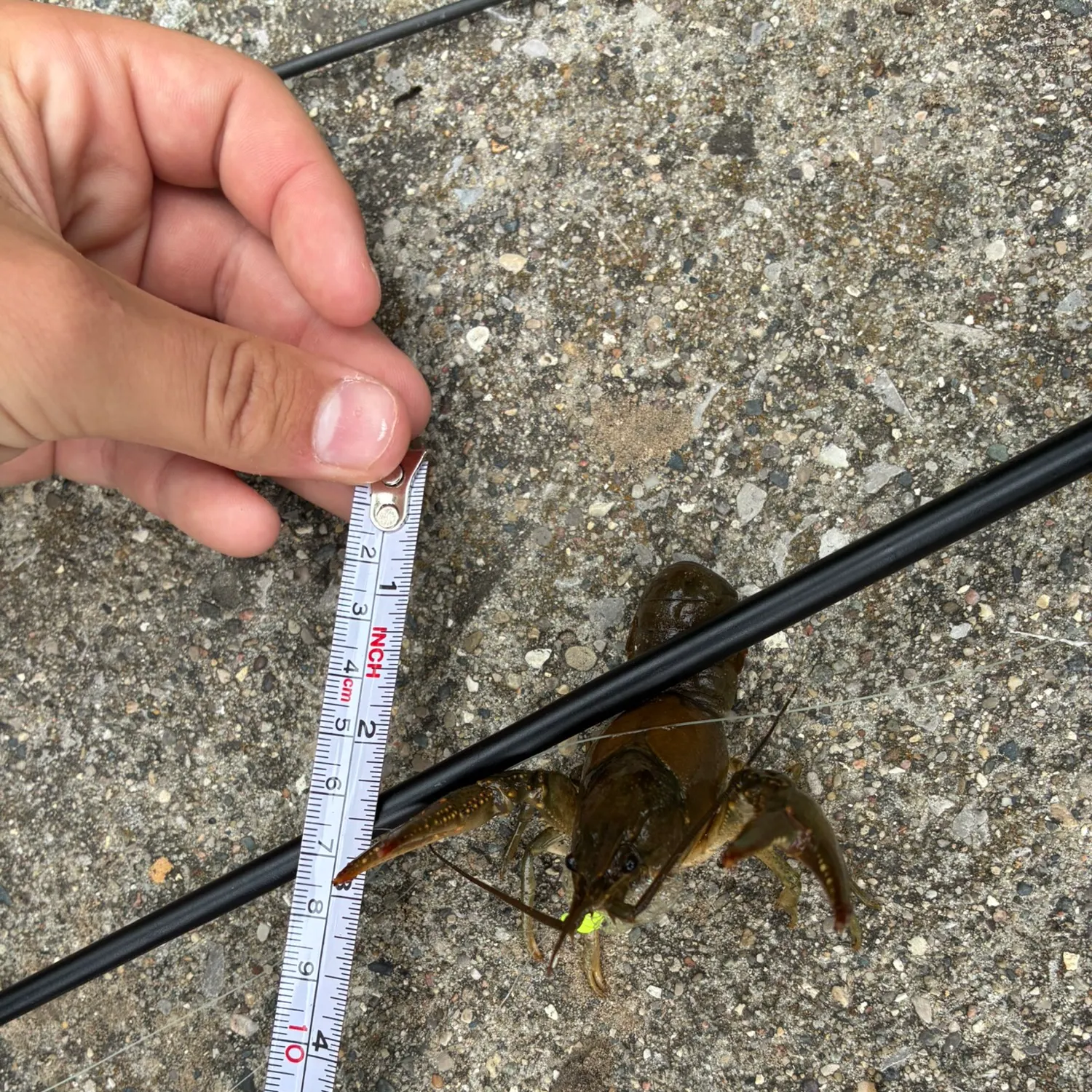 Signal crayfish caught on Fishbrain