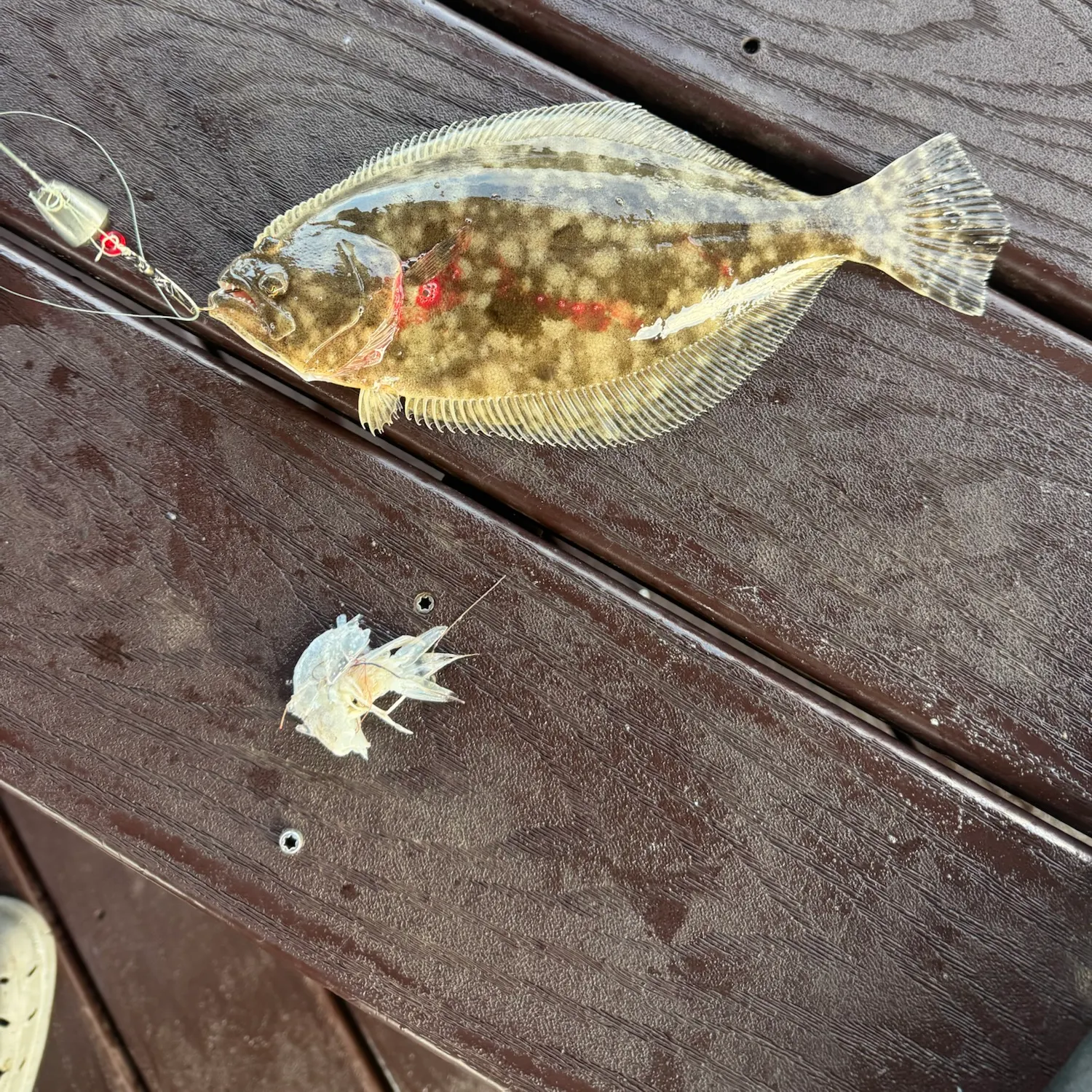 Southern flounder caught on Fishbrain