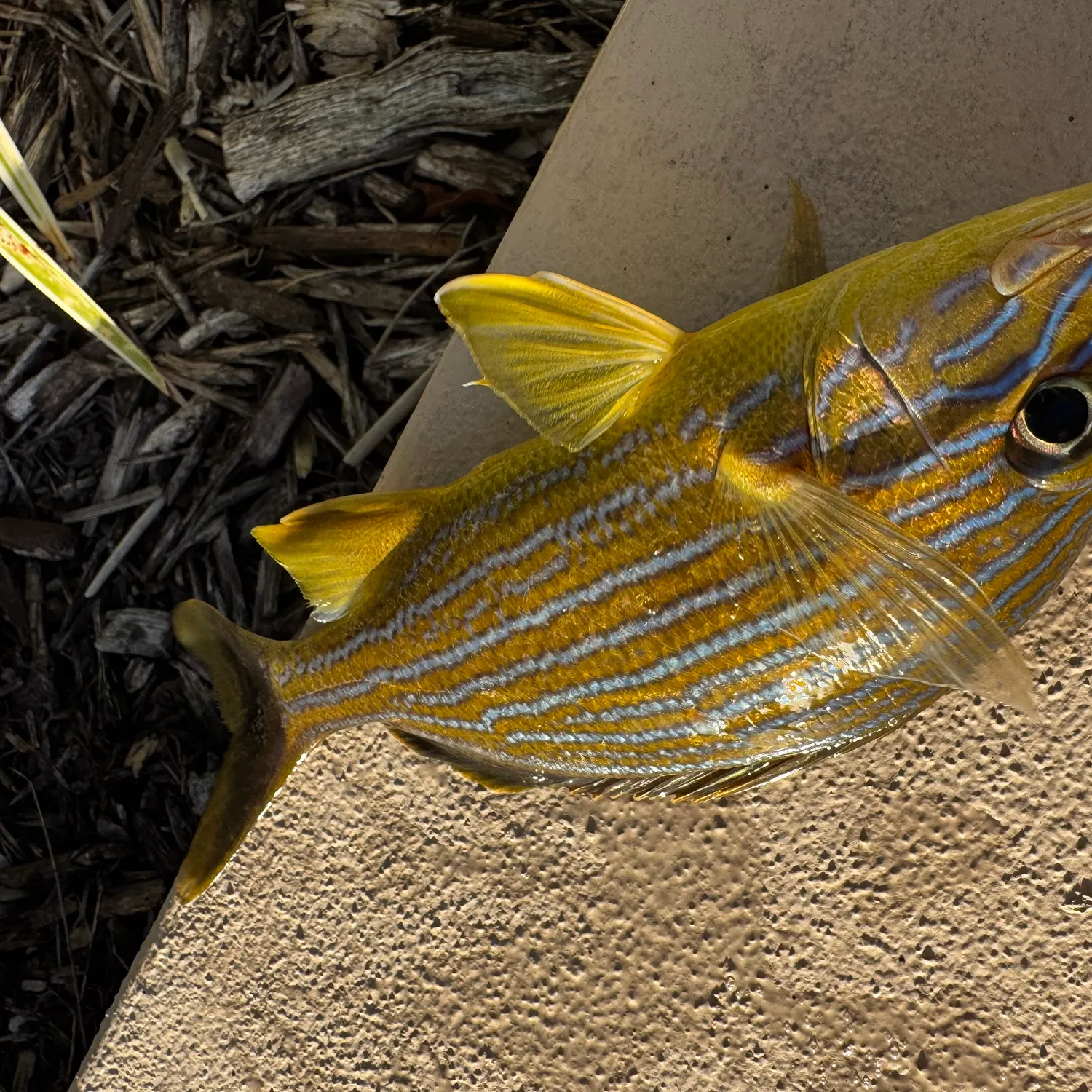 The most recent Pinfish catches on Fishbrain