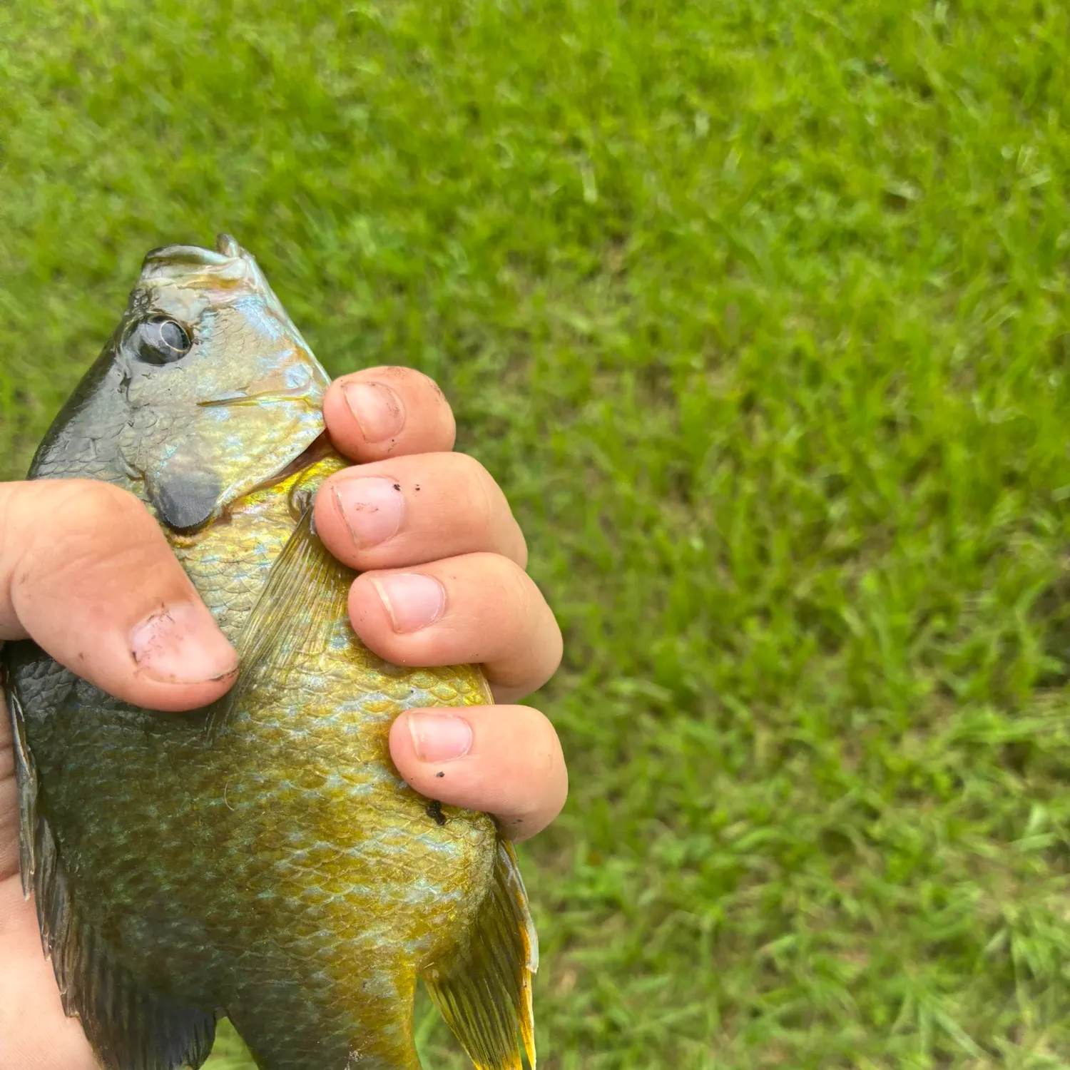 Bluegill caught on Fishbrain