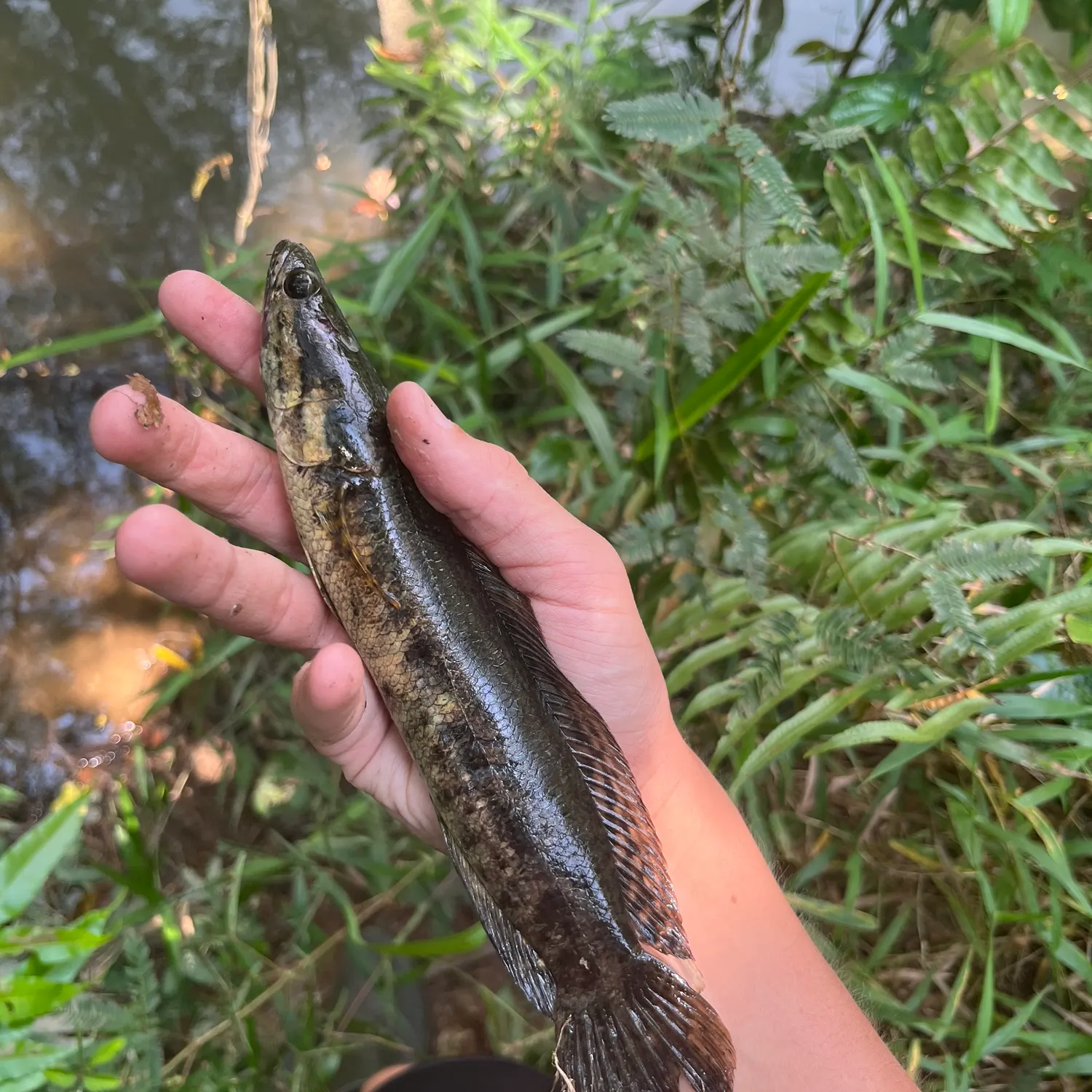 The most recent Forest snakehead catches on Fishbrain