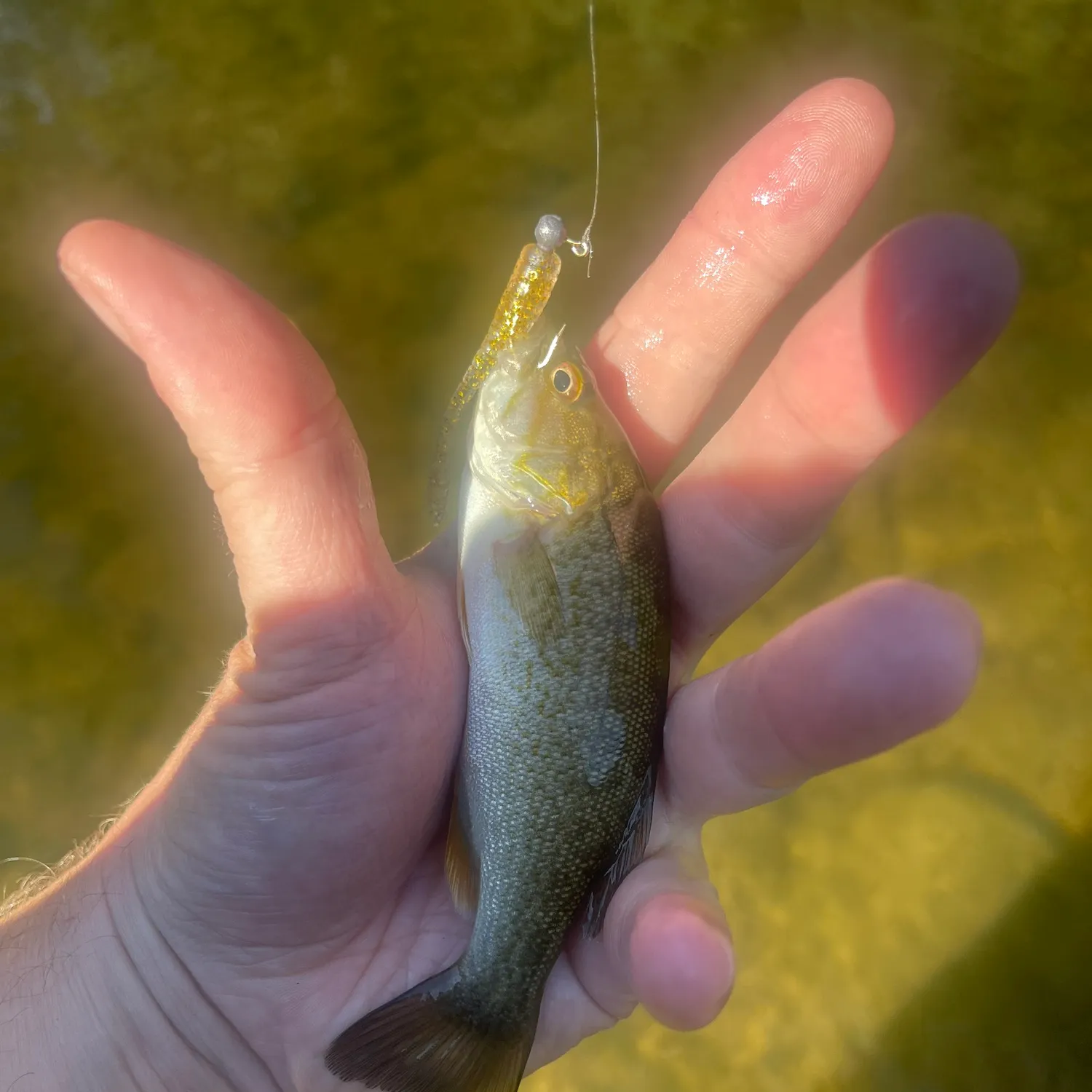 Smallmouth bass caught on Fishbrain