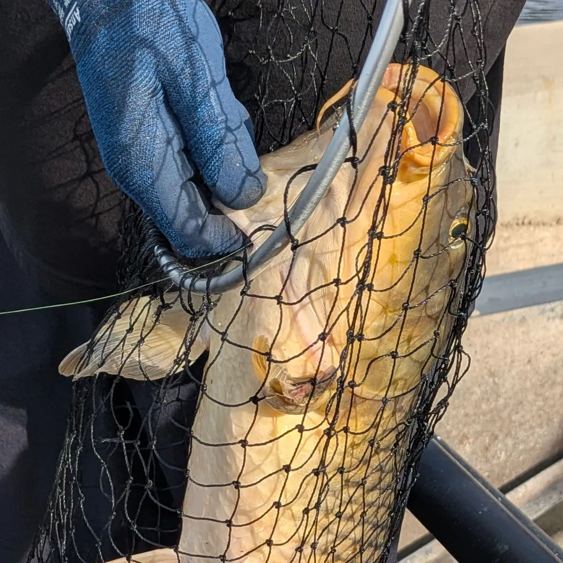 Common carp caught on Fishbrain
