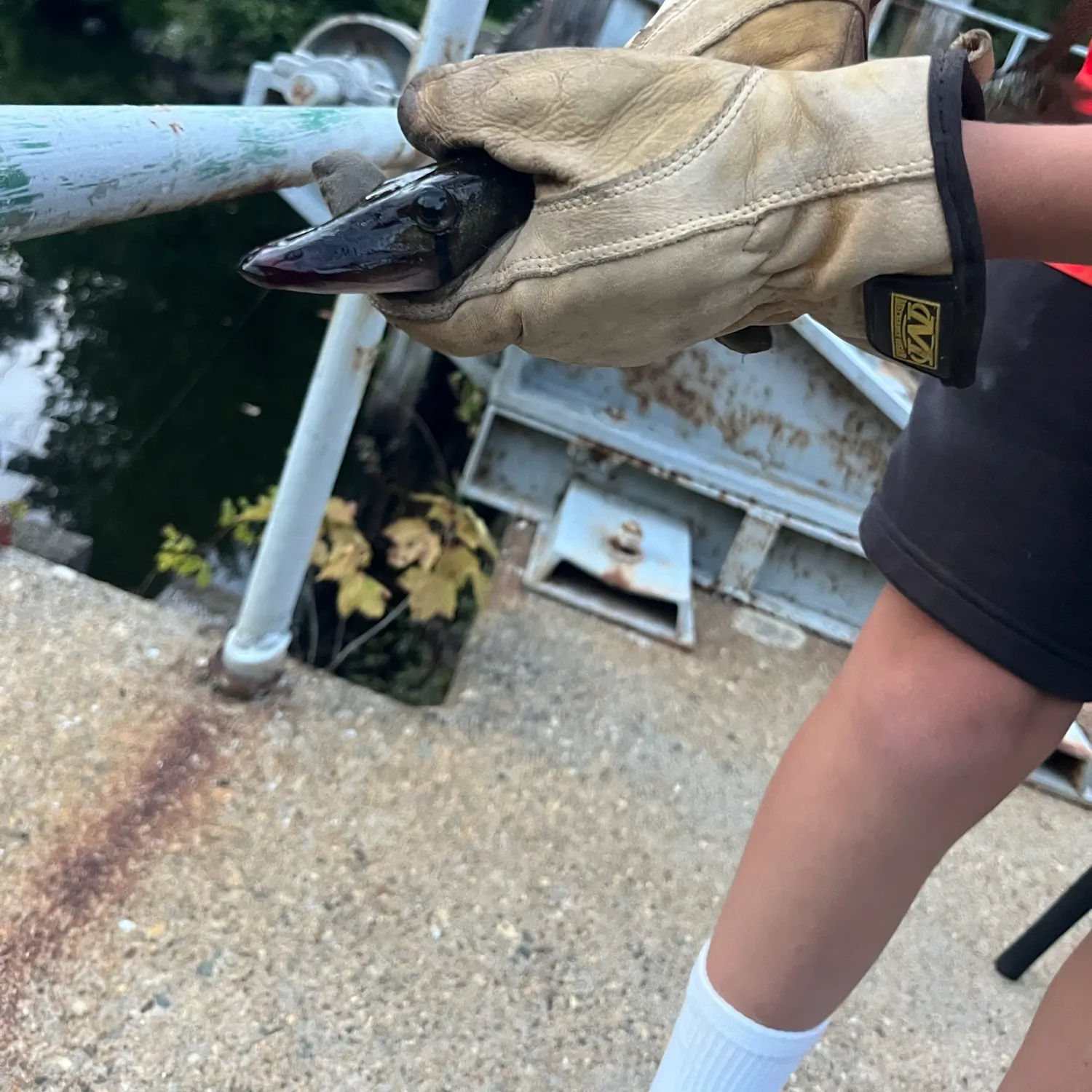 Chain pickerel caught on Fishbrain