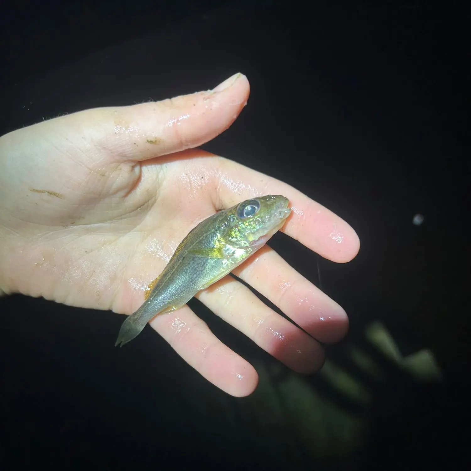 Eurasian ruffe caught on Fishbrain