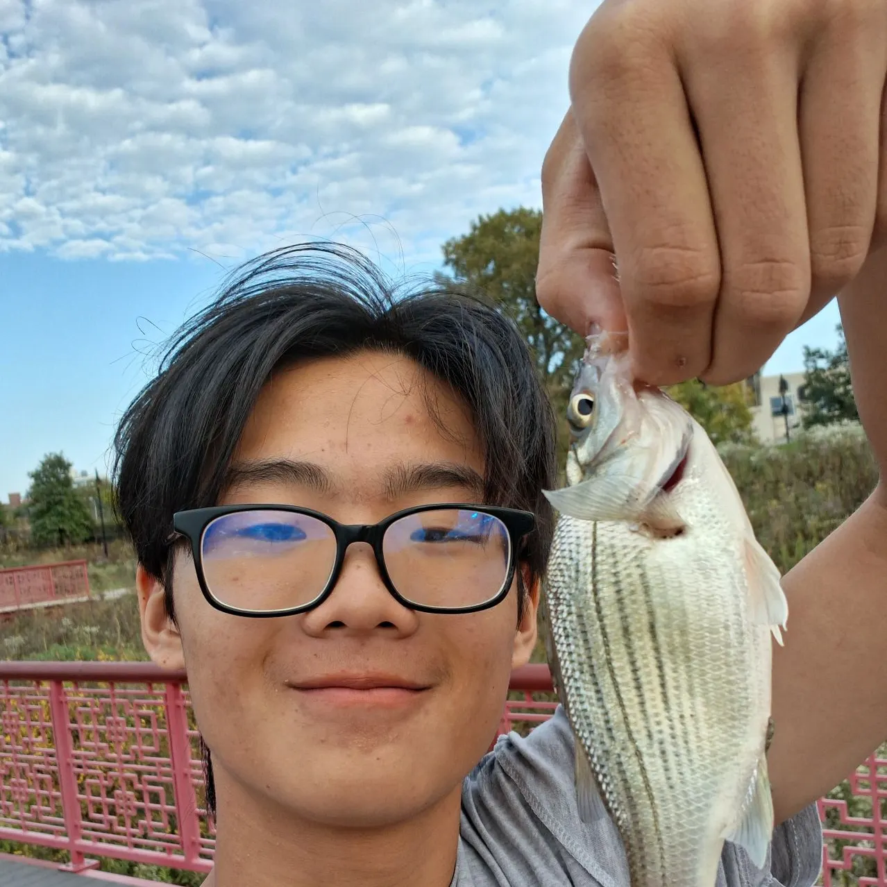 White bass caught on Fishbrain