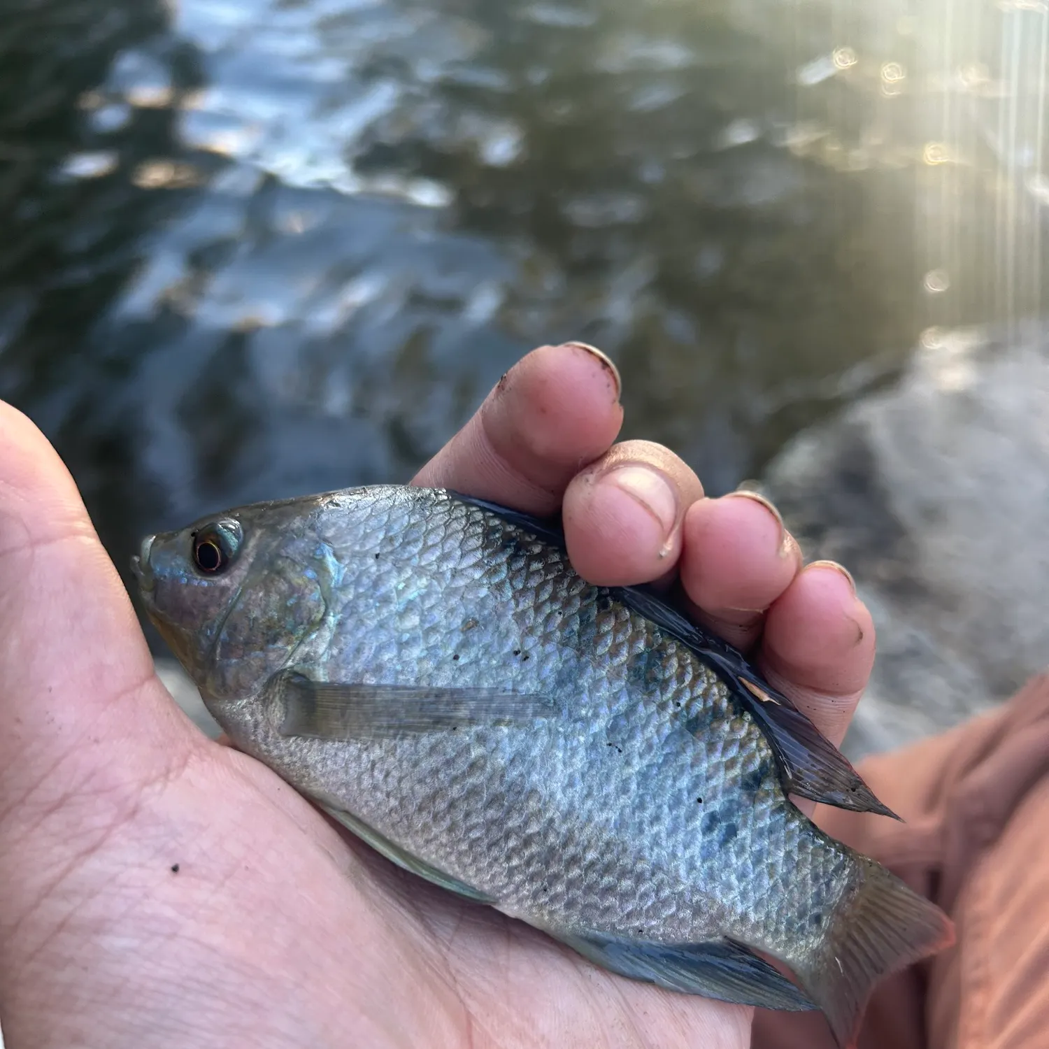 Bluegill caught on Fishbrain