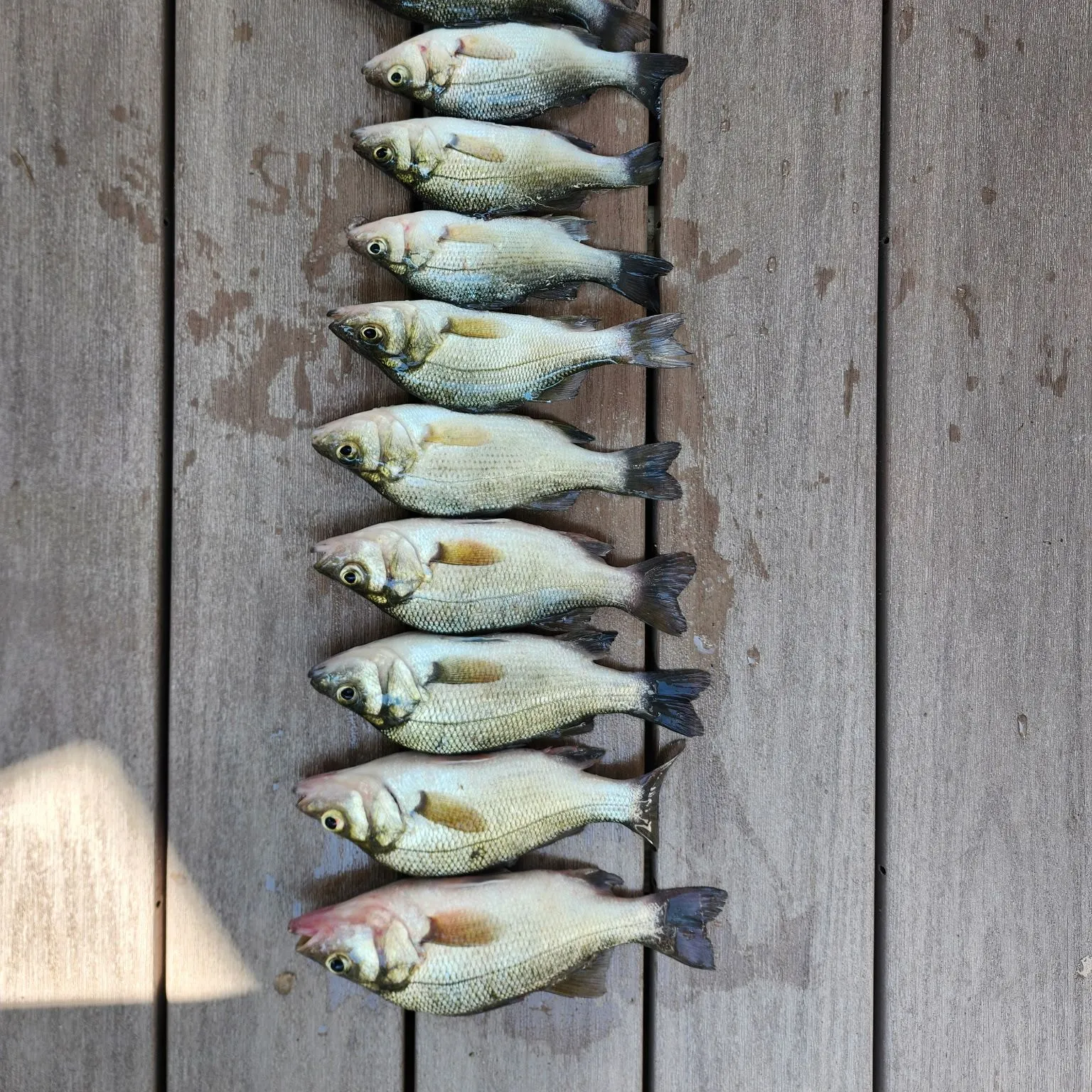 recently logged catches