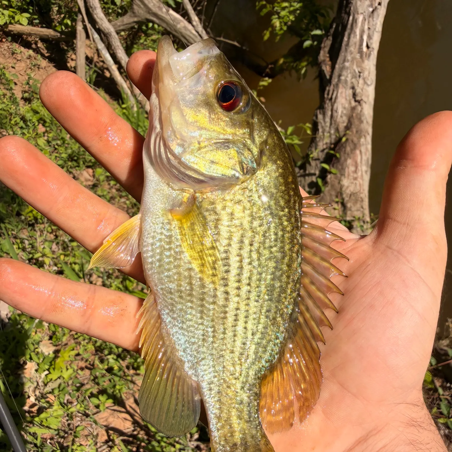 The most recent Roanoke bass catches on Fishbrain