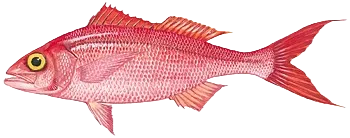 Queen Snapper