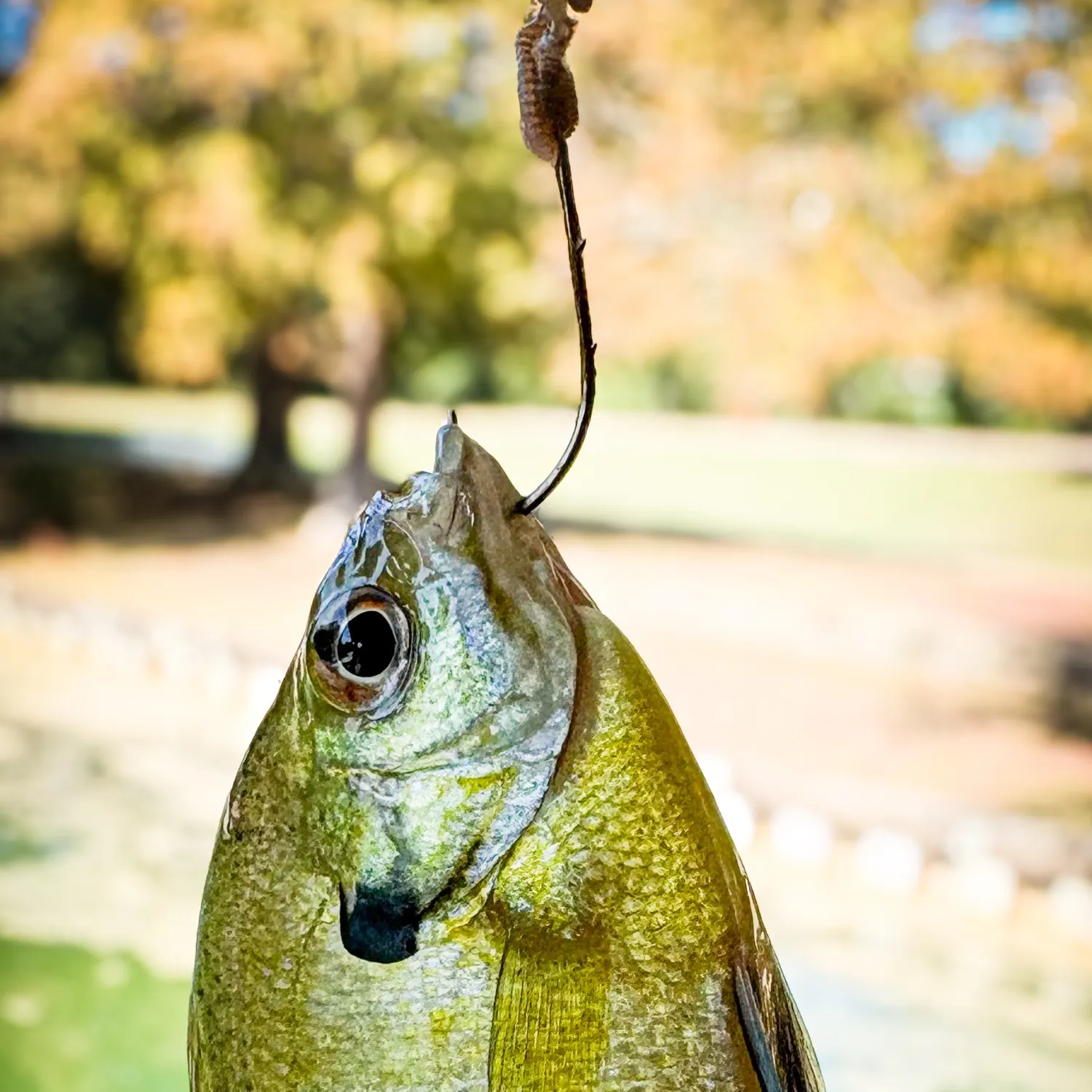 Bluegill caught on Fishbrain