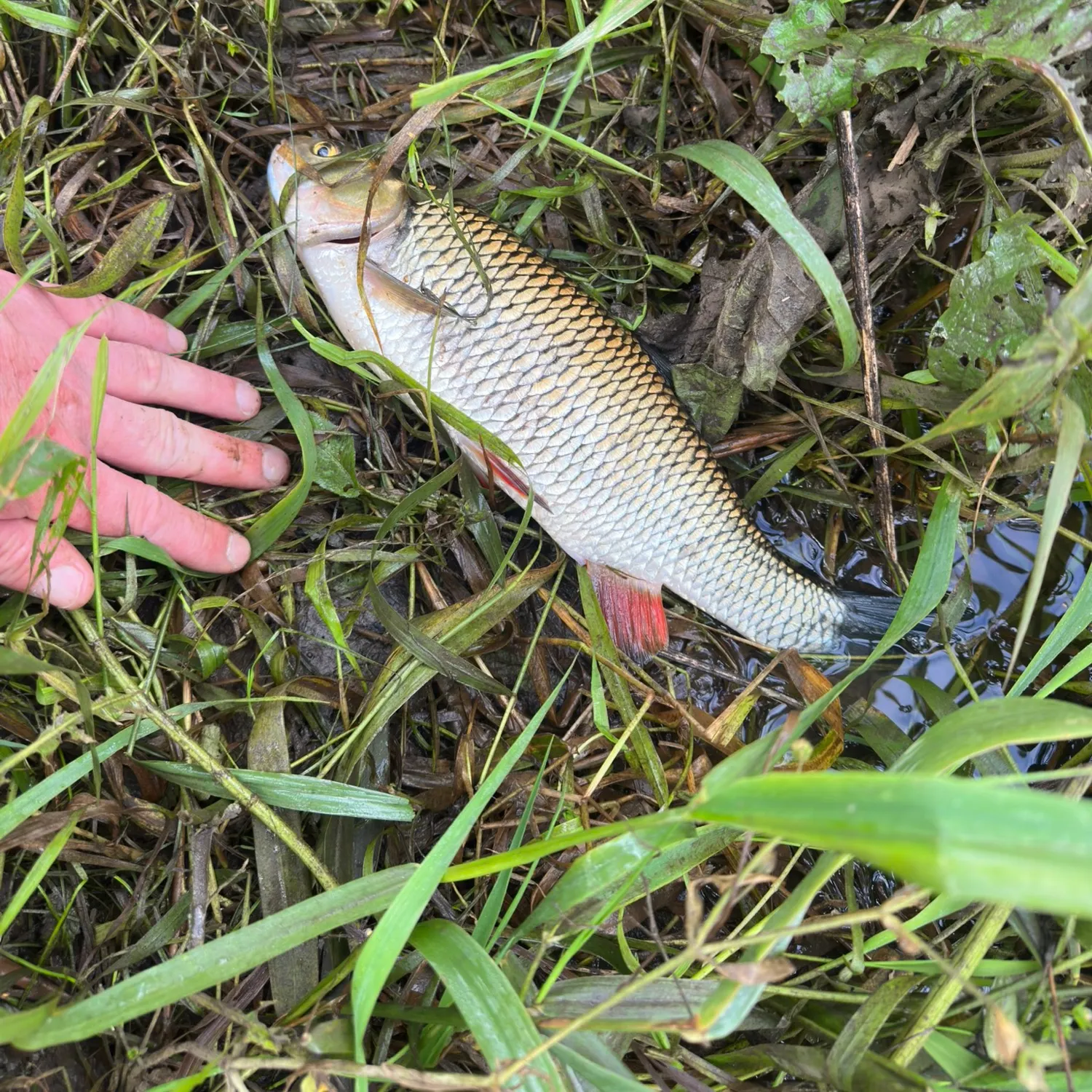 The most recent European chub catches on Fishbrain
