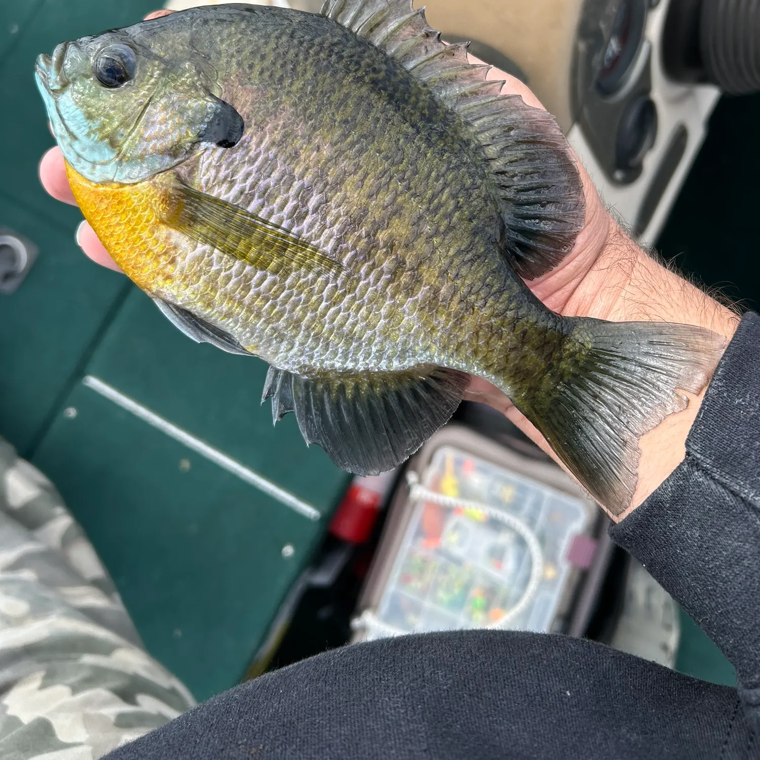 Bluegill caught on Fishbrain
