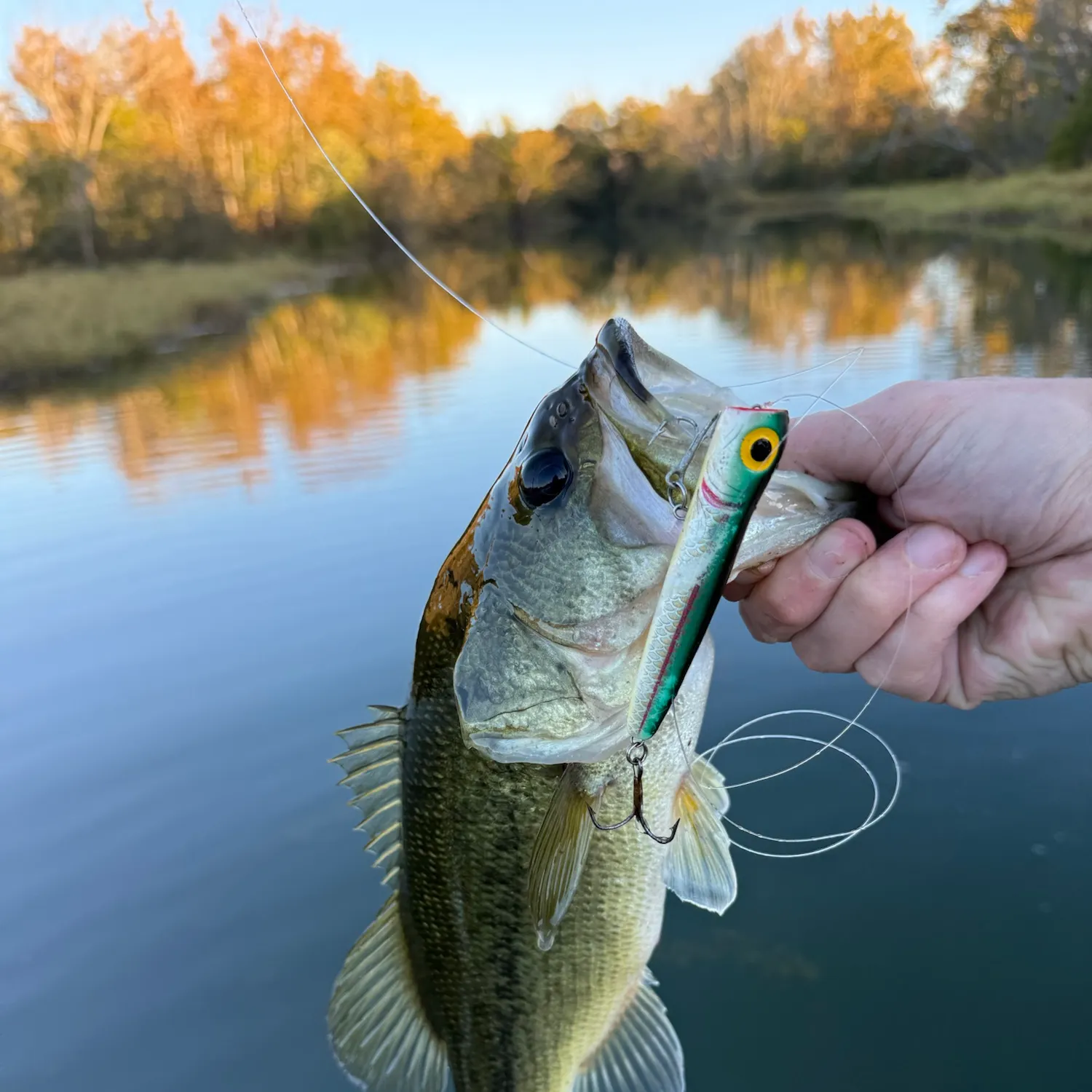 Largemouth bass caught on Fishbrain
