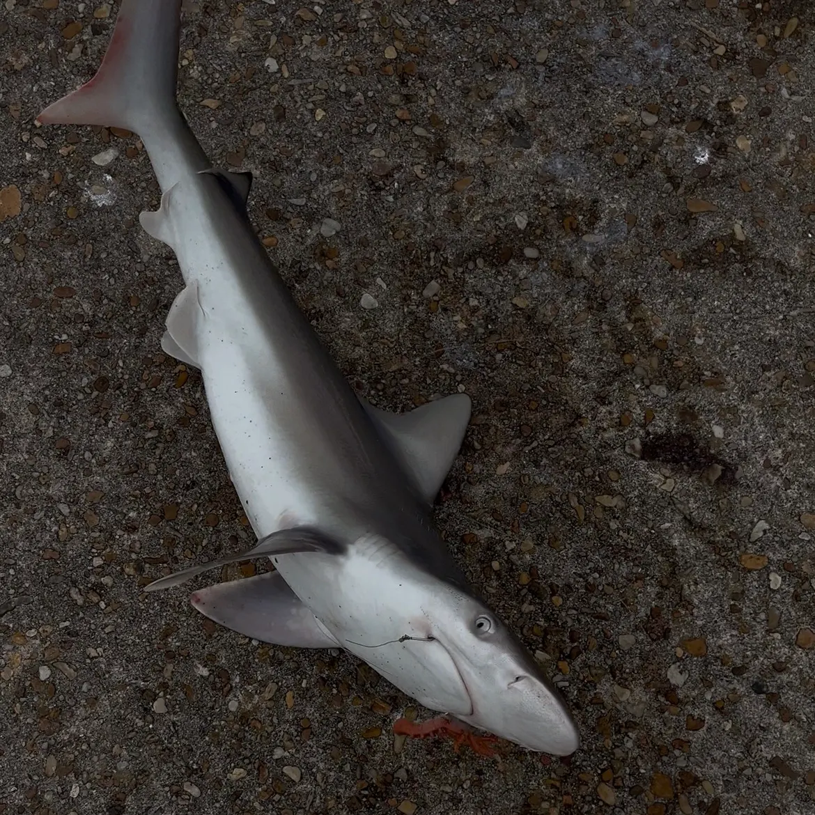 The most recent Blacktip shark catches on Fishbrain