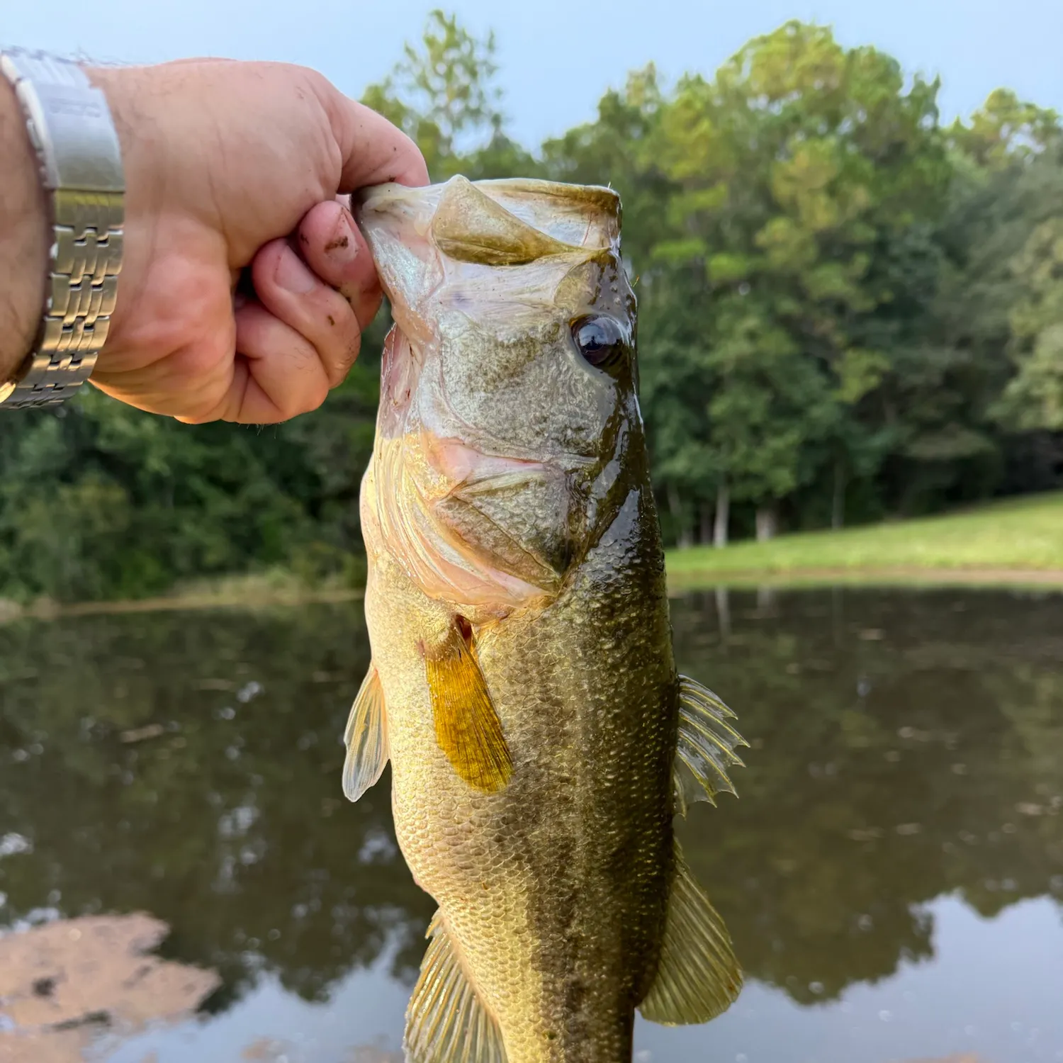Largemouth bass caught on Fishbrain