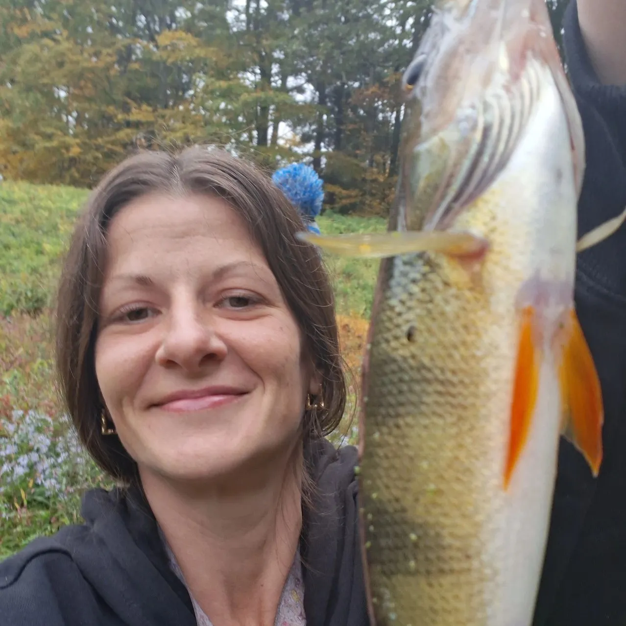 Yellow perch caught on Fishbrain