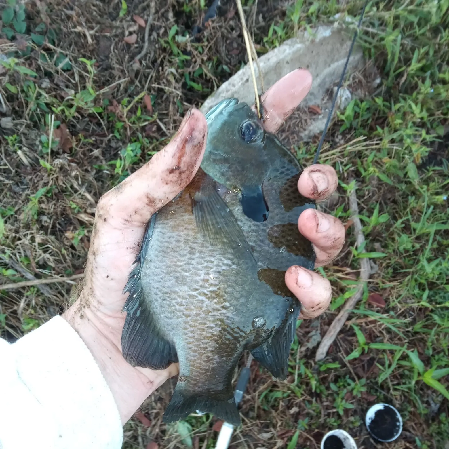 Bluegill caught on Fishbrain