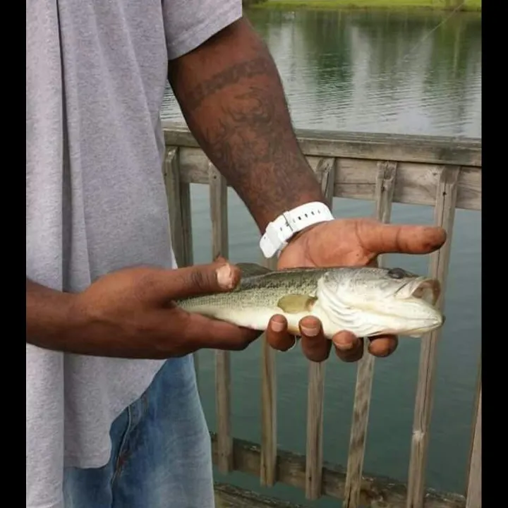 angler catch