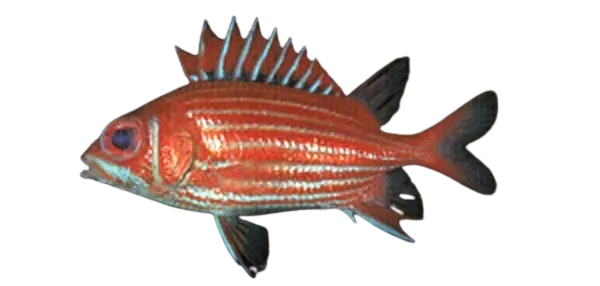 North Pacific squirrelfish