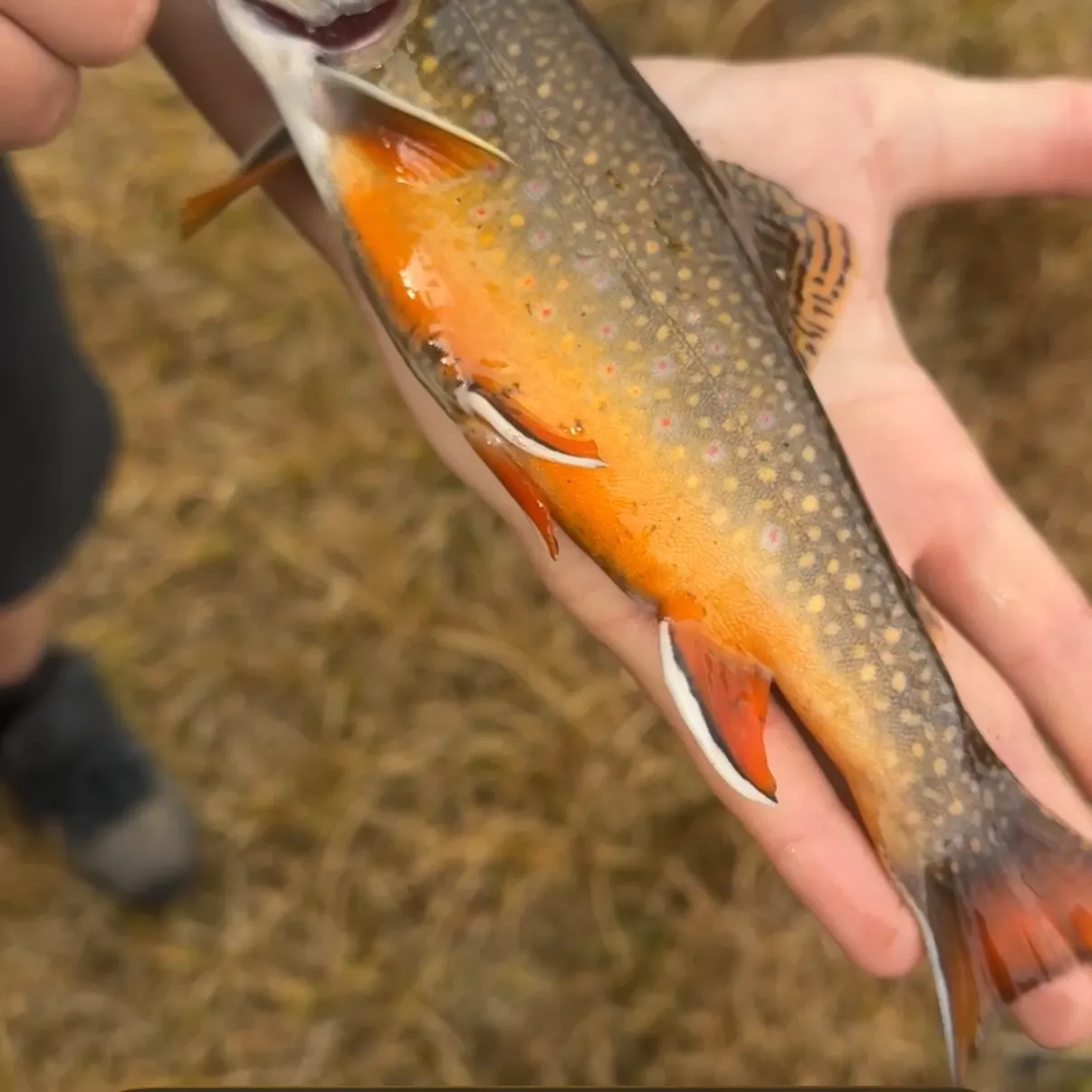 Brook trout caught on Fishbrain