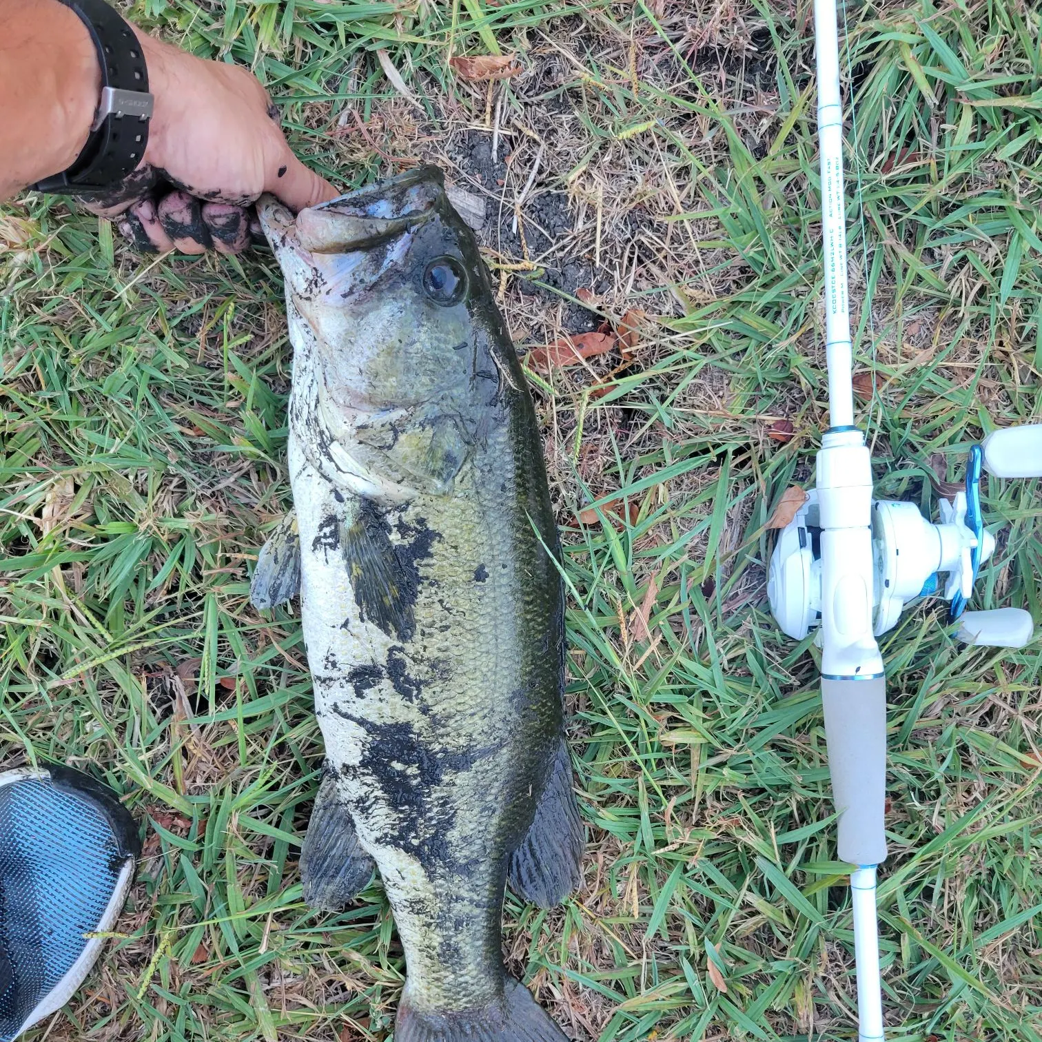 Largemouth bass caught on Fishbrain