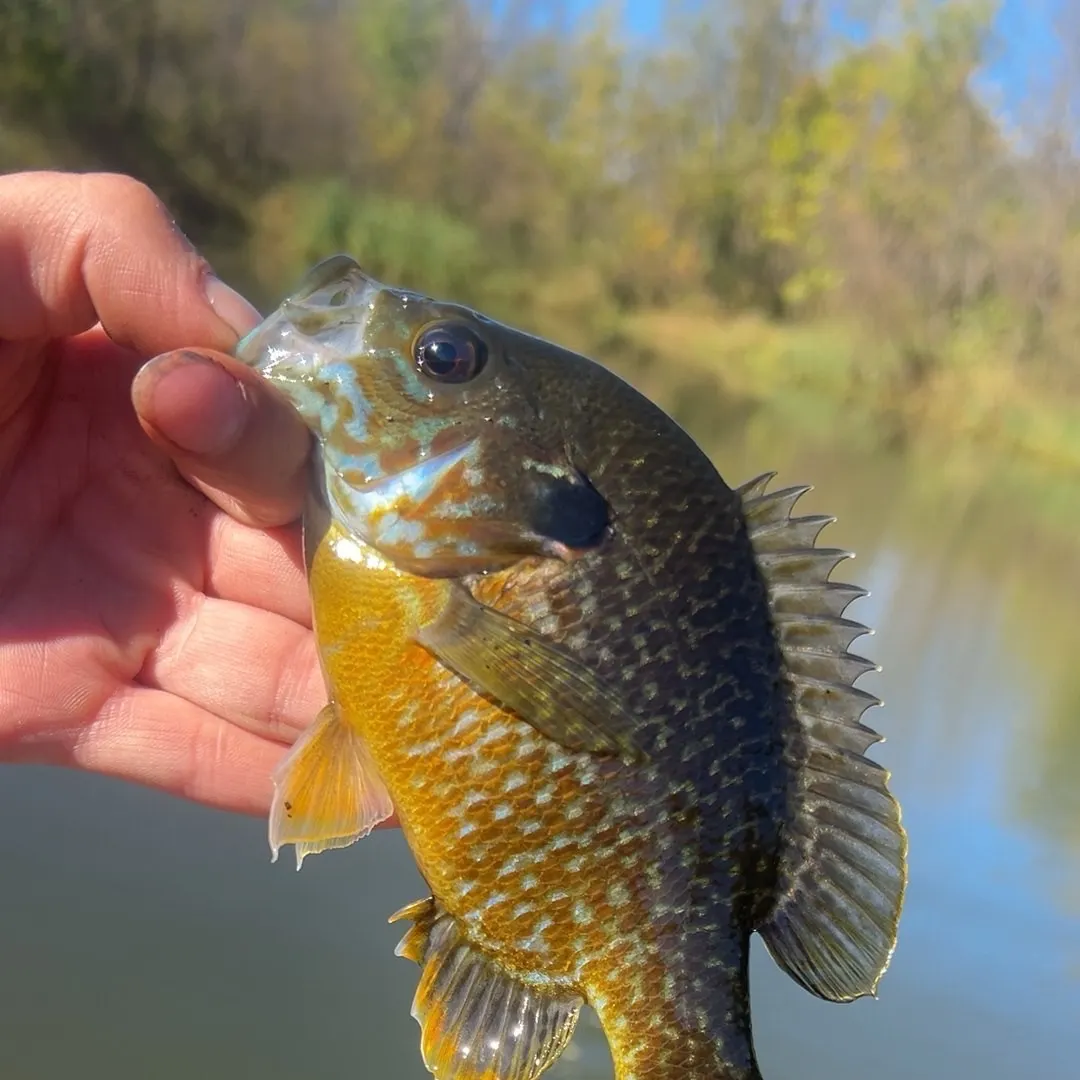 Greengill hybrid caught on Fishbrain