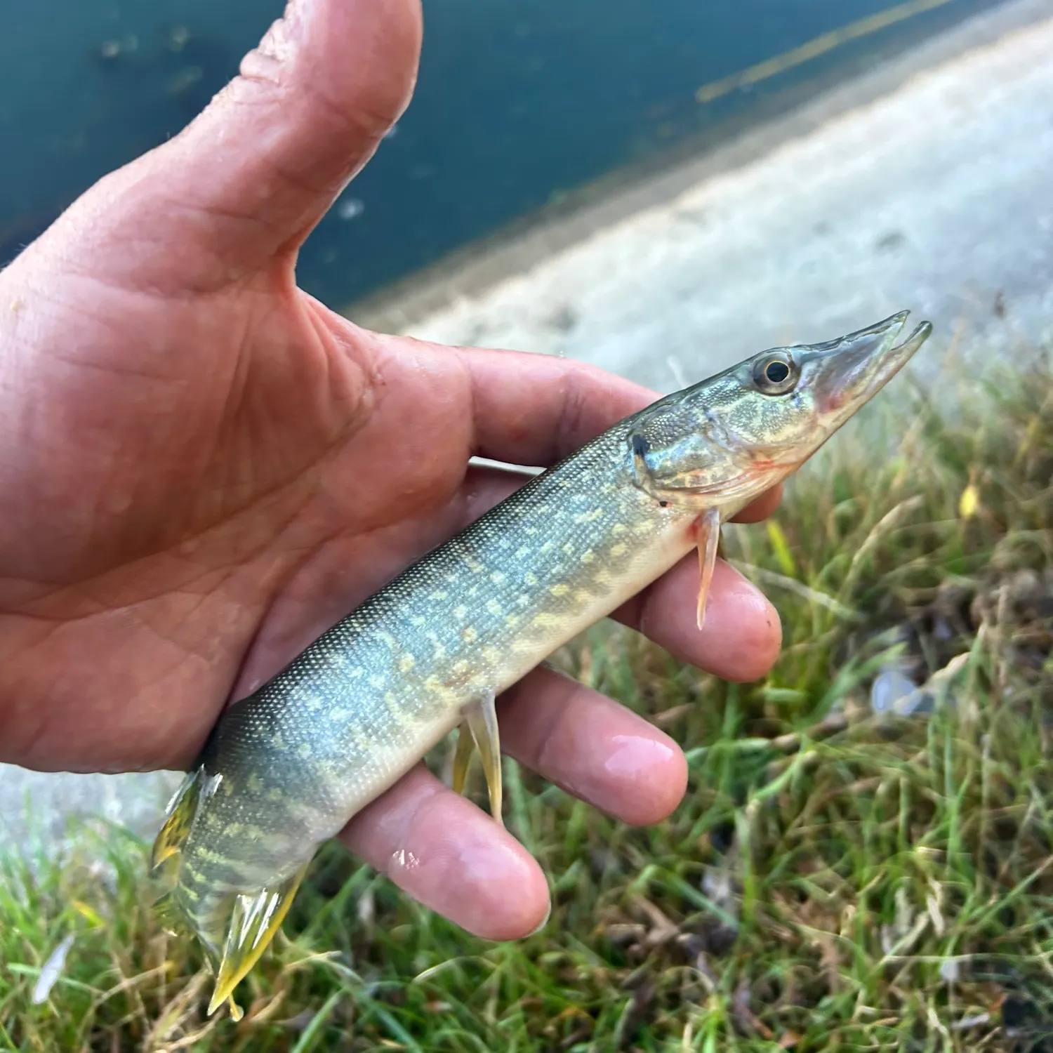 Northern pike caught on Fishbrain