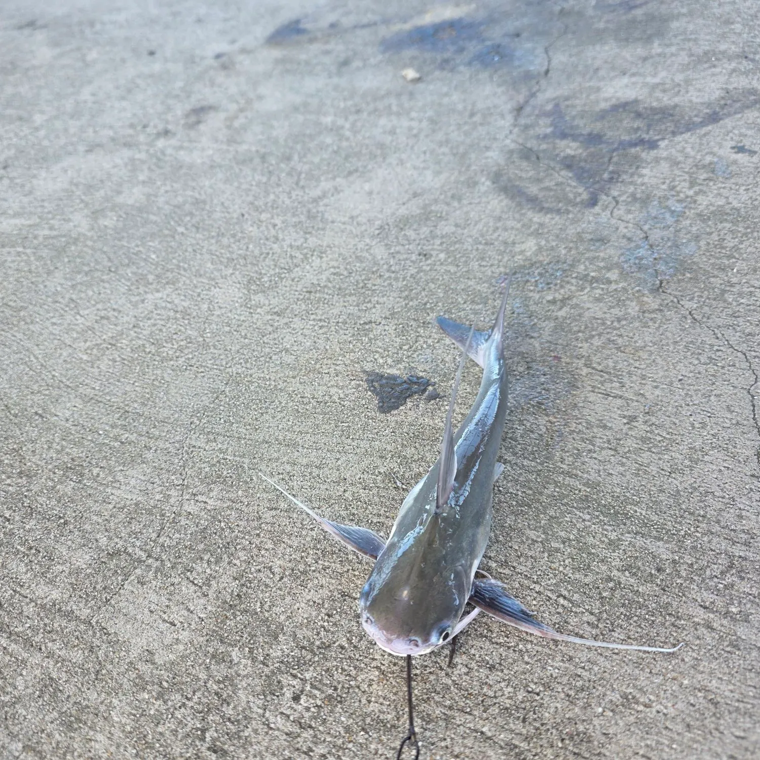 Gafftopsail sea catfish caught on Fishbrain