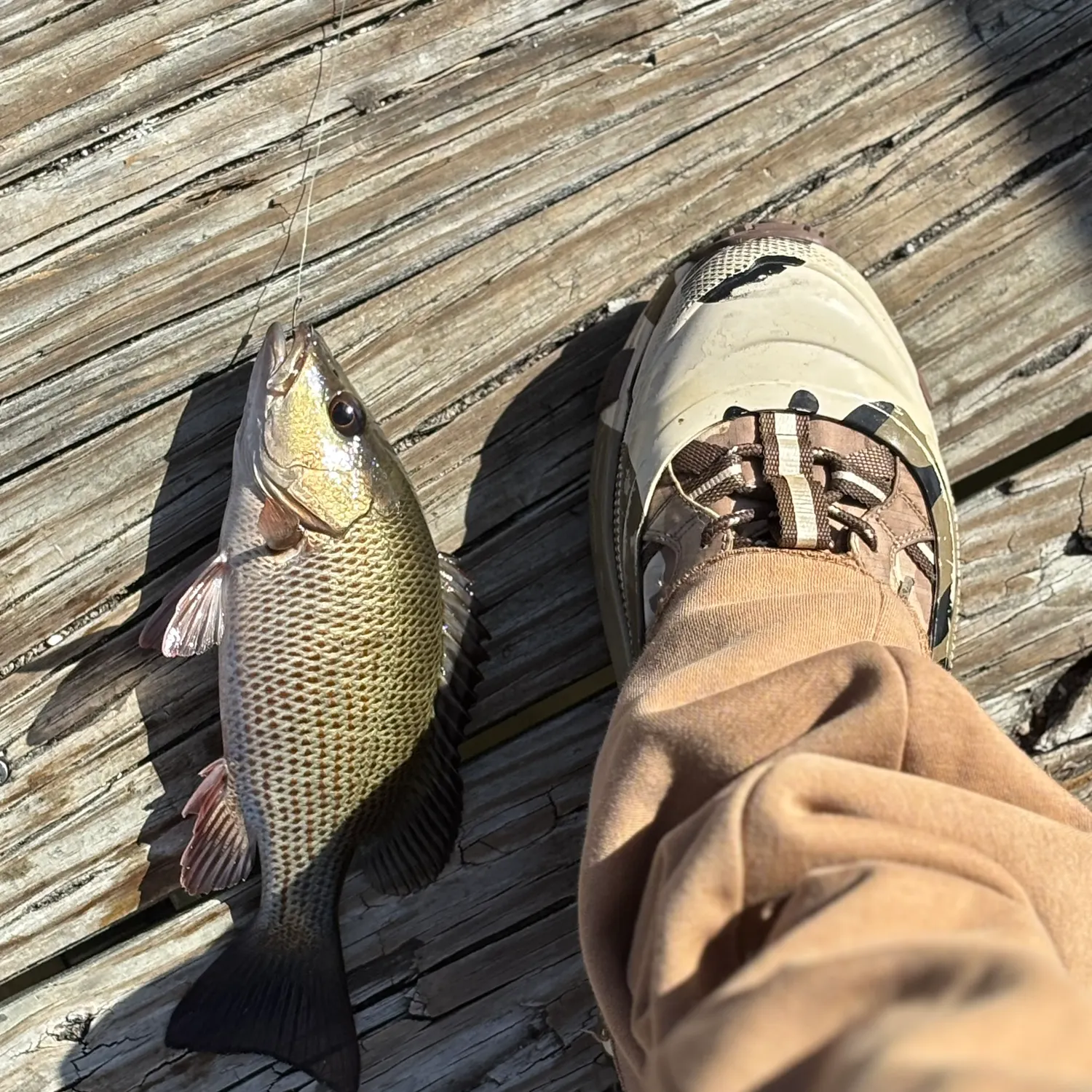 The most recent Mangrove snapper catches on Fishbrain