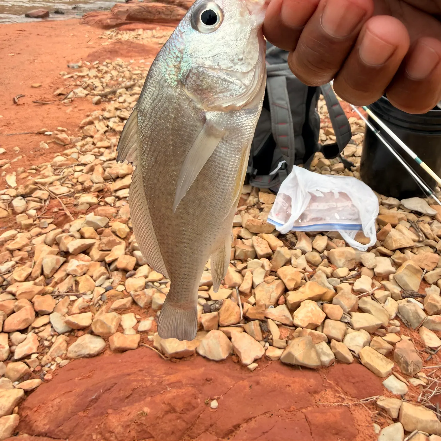 The most recent Freshwater drum catches on Fishbrain