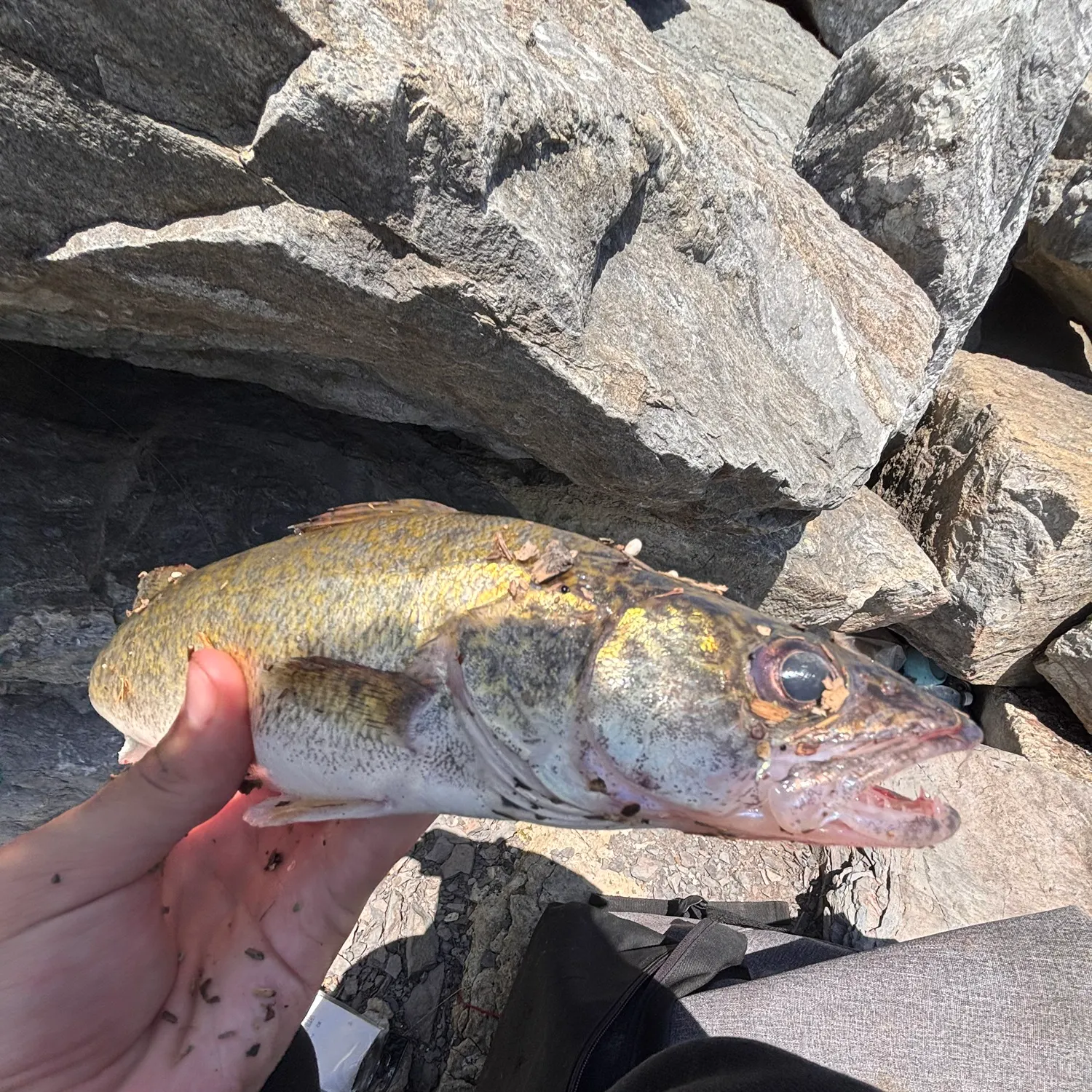 catch