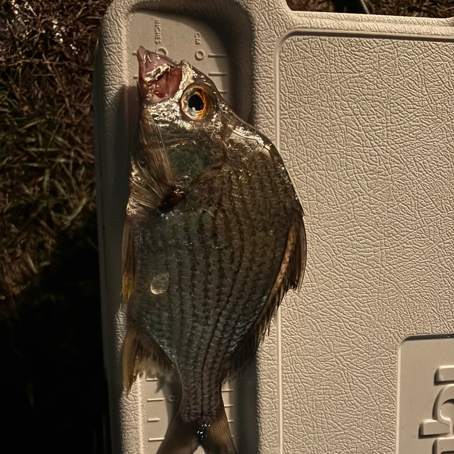 The most recent Striped mojarra catches on Fishbrain