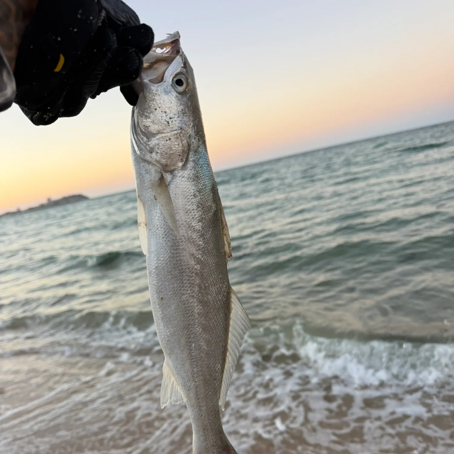 The most recent Orangemouth weakfish catches on Fishbrain