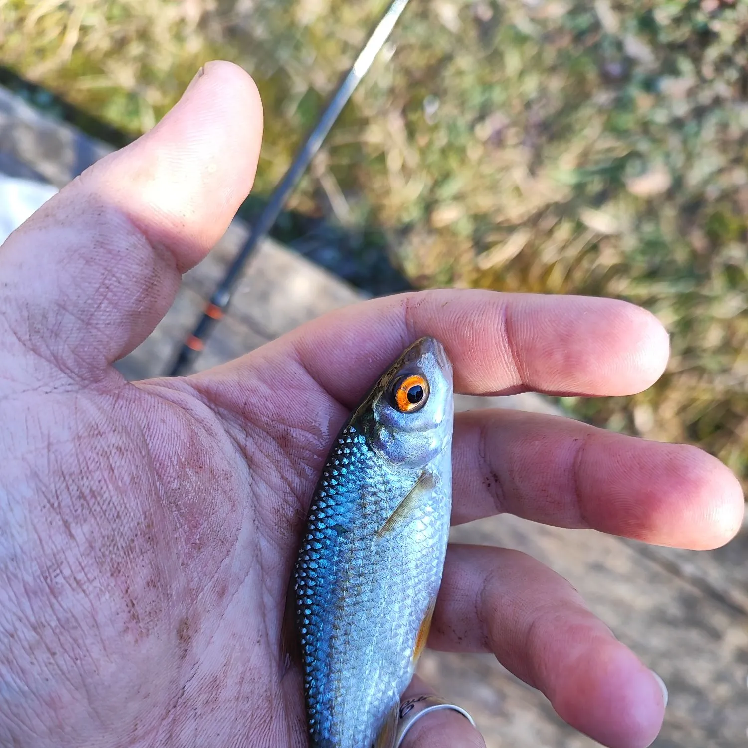 The most recent Common roach catches on Fishbrain