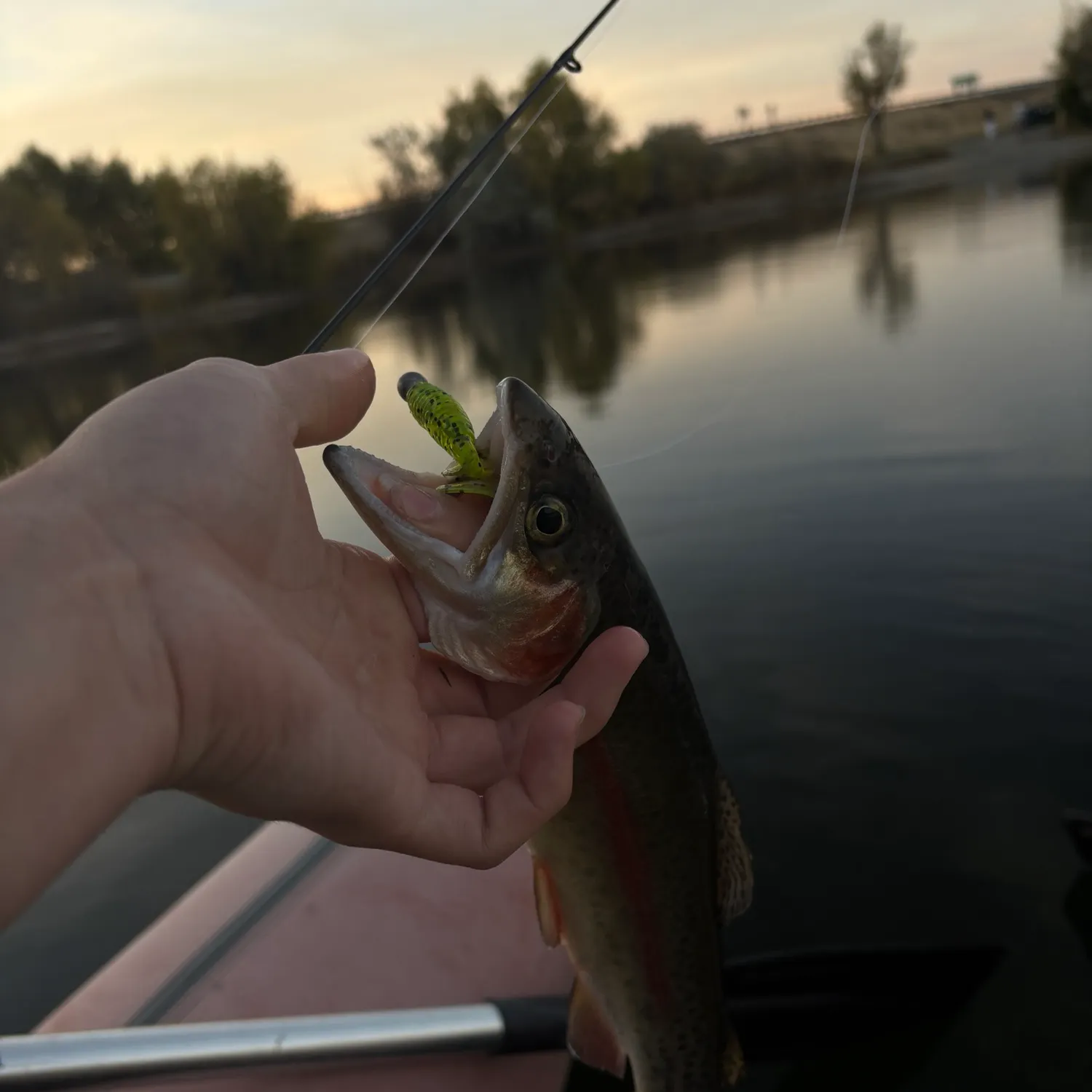 Fish caught on Fishbrain