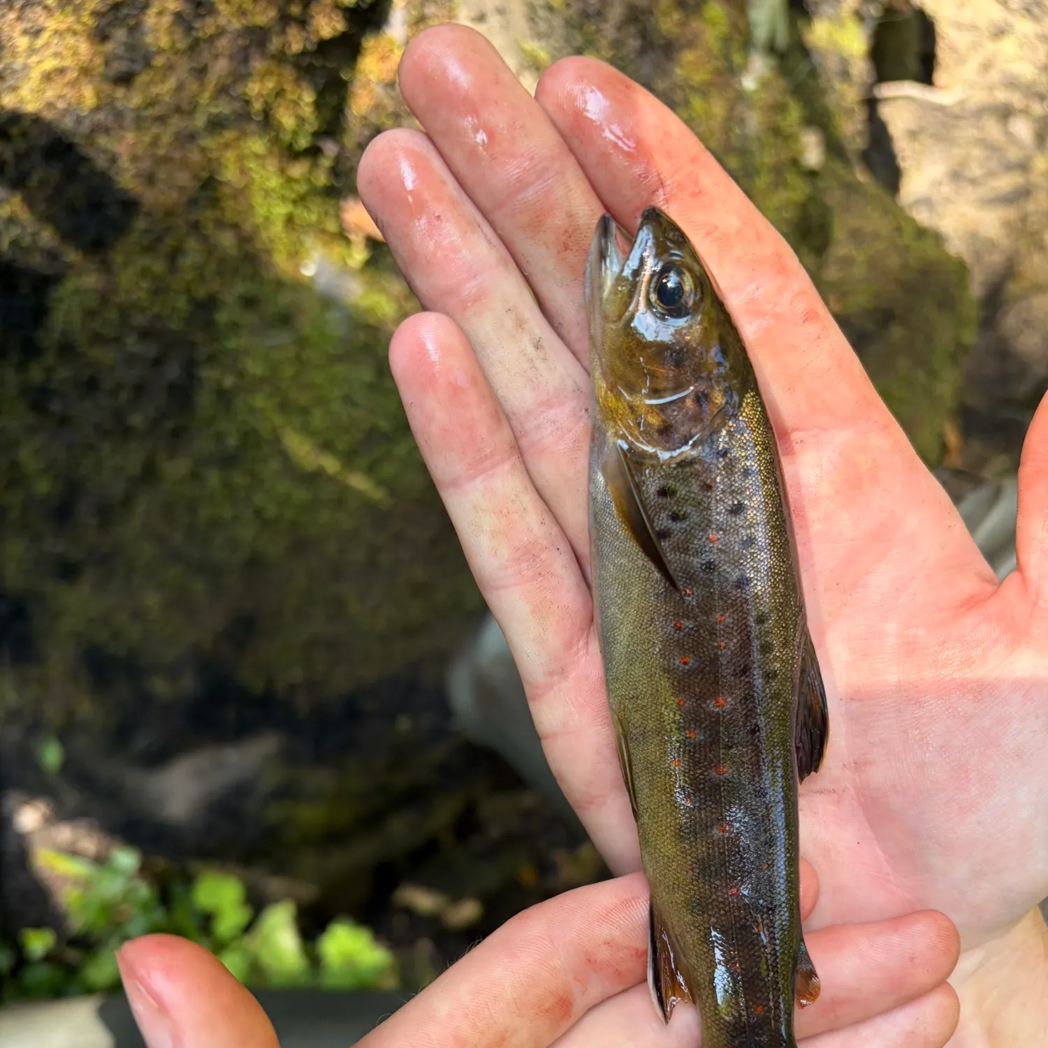 Brown trout caught on Fishbrain