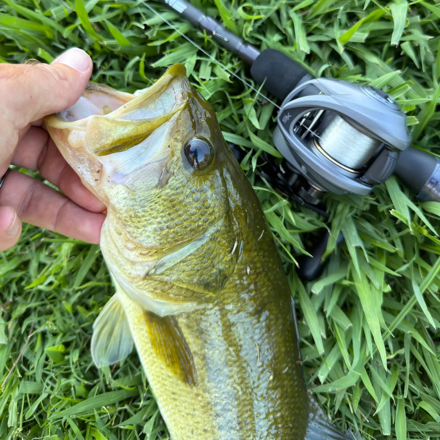 Largemouth bass caught on Fishbrain