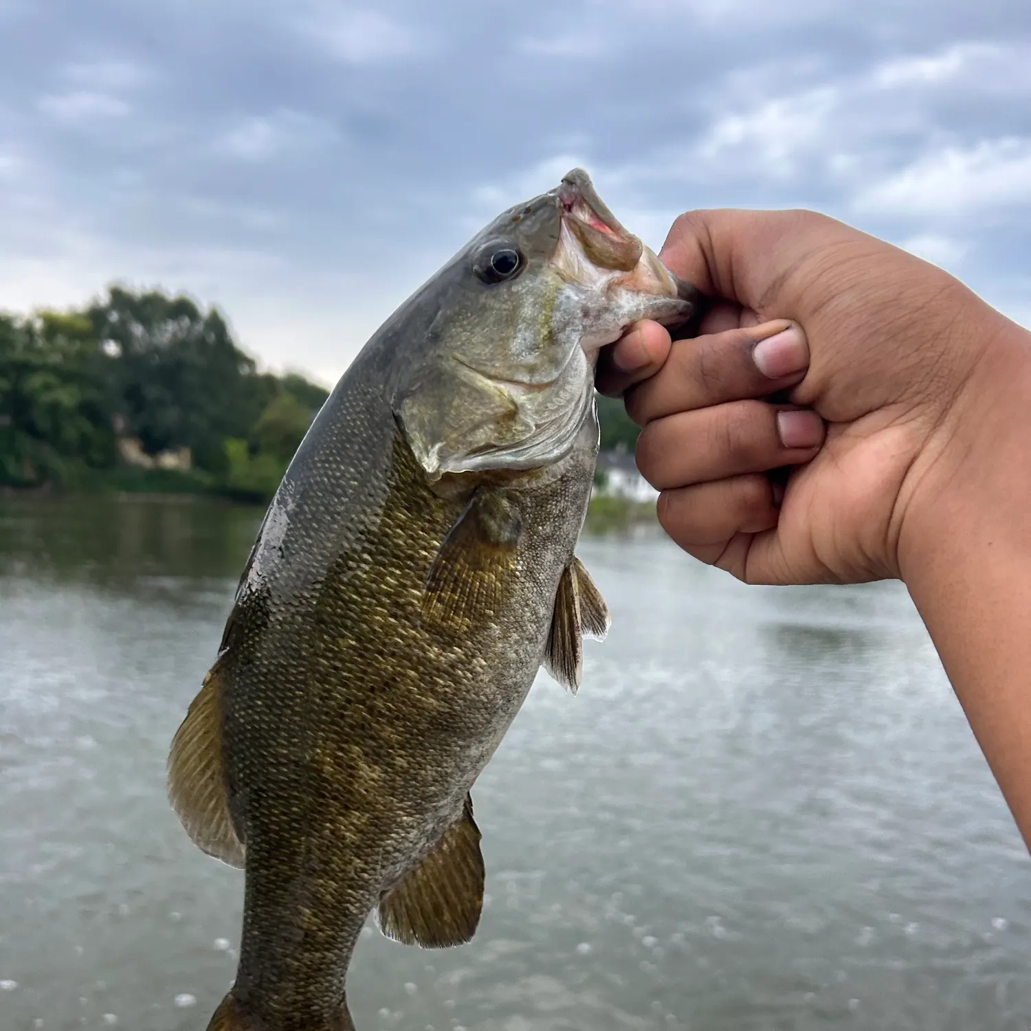 Smallmouth bass caught on Fishbrain